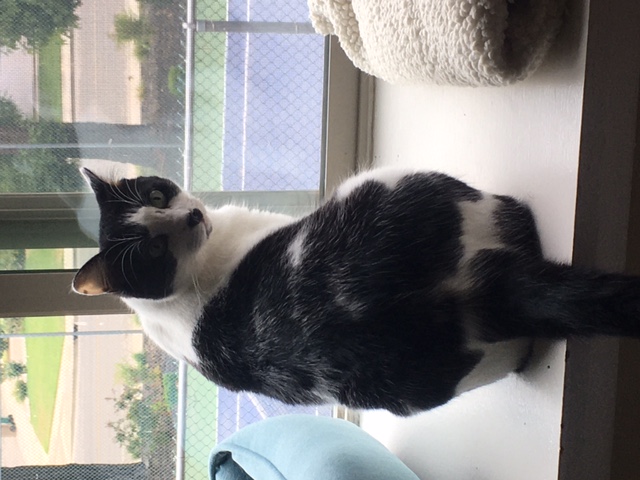 Enlarge MooMoo, a Adoptable Tuxedo in Lodi, CA image 1/4