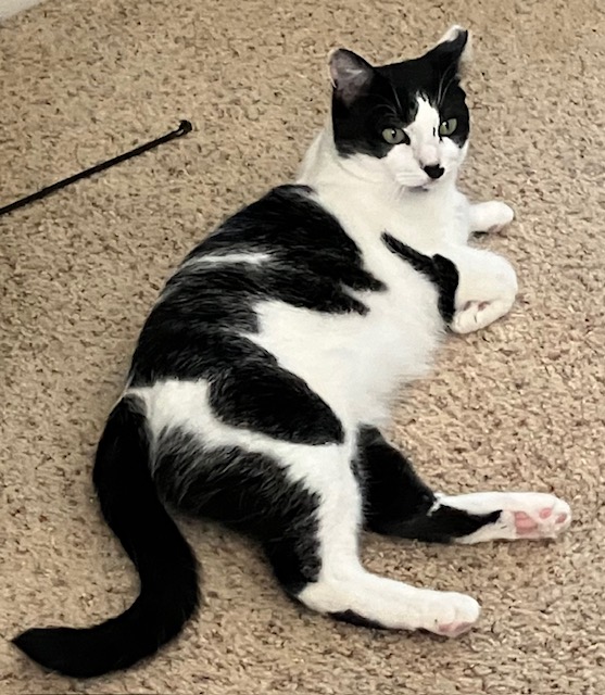 Enlarge MooMoo, a Adoptable Tuxedo in Lodi, CA image 2/4
