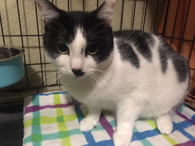Enlarge MooMoo, a Adoptable Tuxedo in Lodi, CA image 3/4