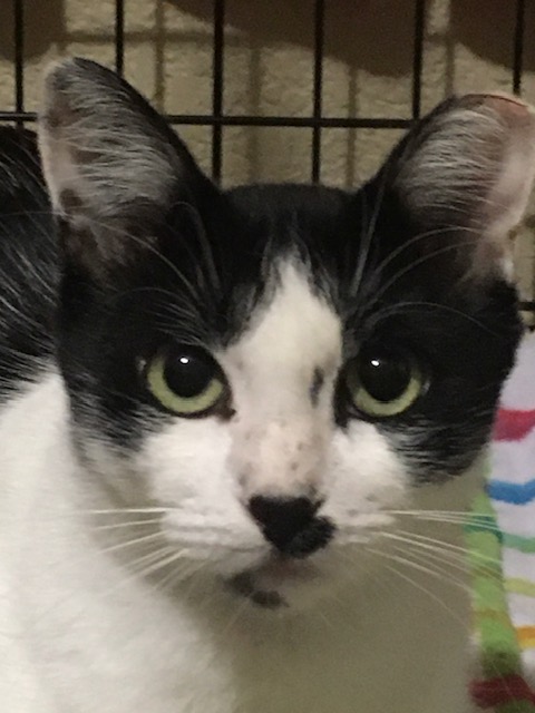 Enlarge MooMoo, a Adoptable Tuxedo in Lodi, CA image 4/4
