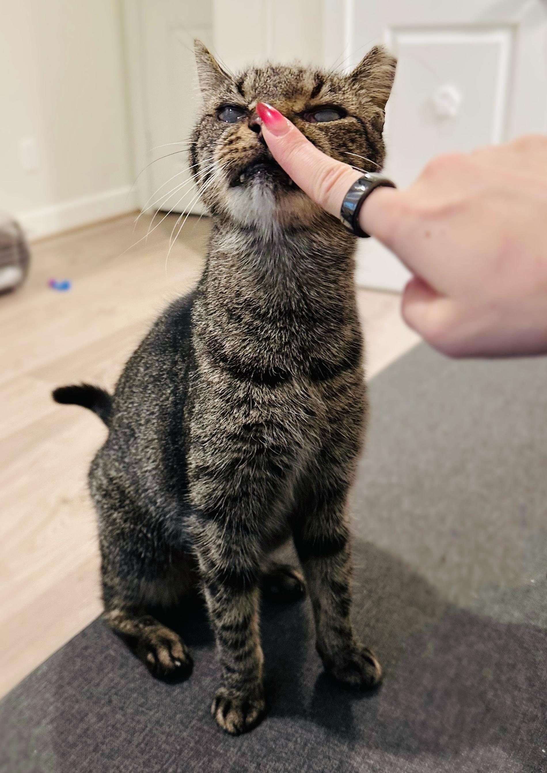 Frida, a Adoptable mixed breed in Colorado Springs, CO image 6/6