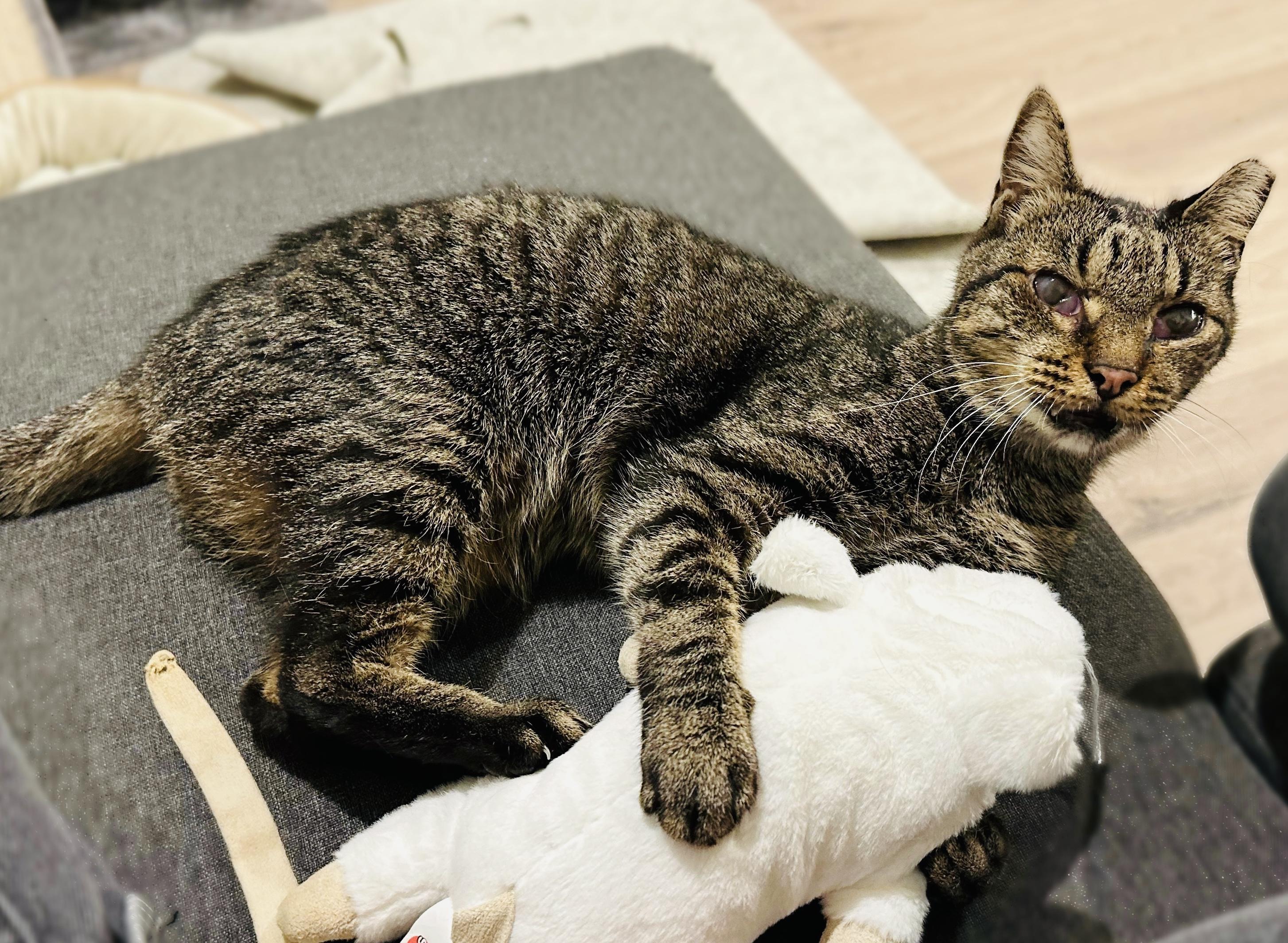 Frida, a Adoptable mixed breed in Colorado Springs, CO image 3/6