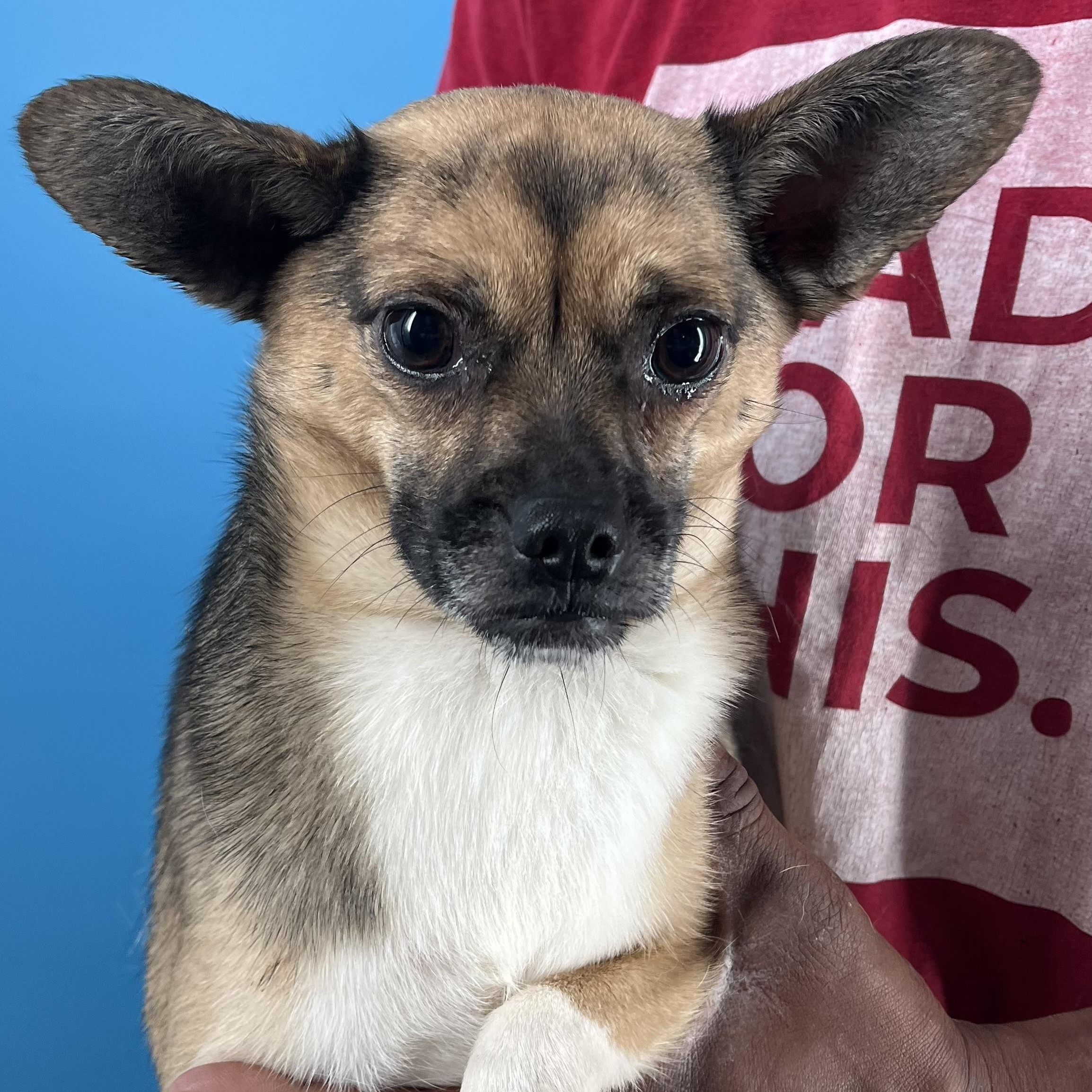 Prissy - Local Sept 26-28