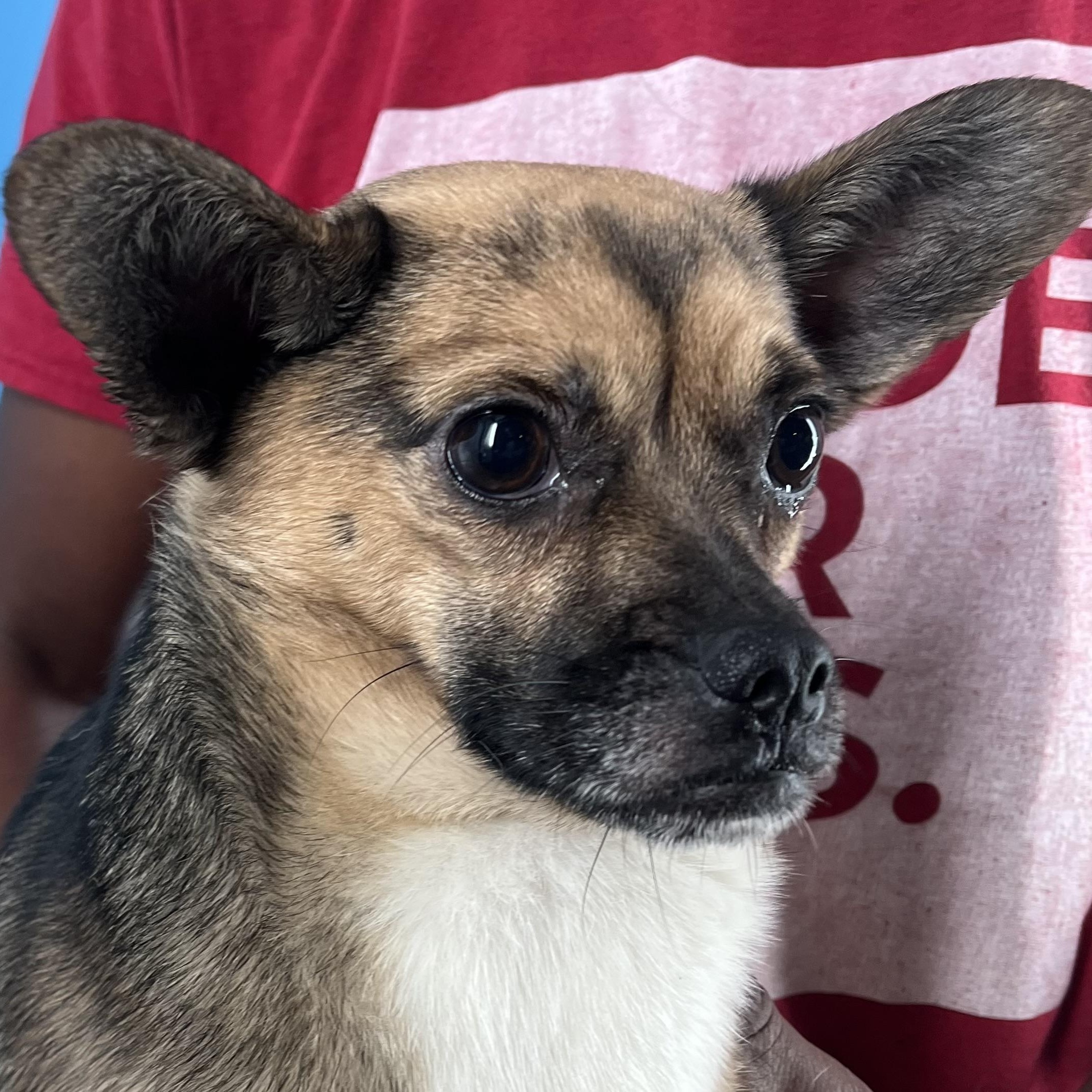 Prissy - Local Sept 26-28