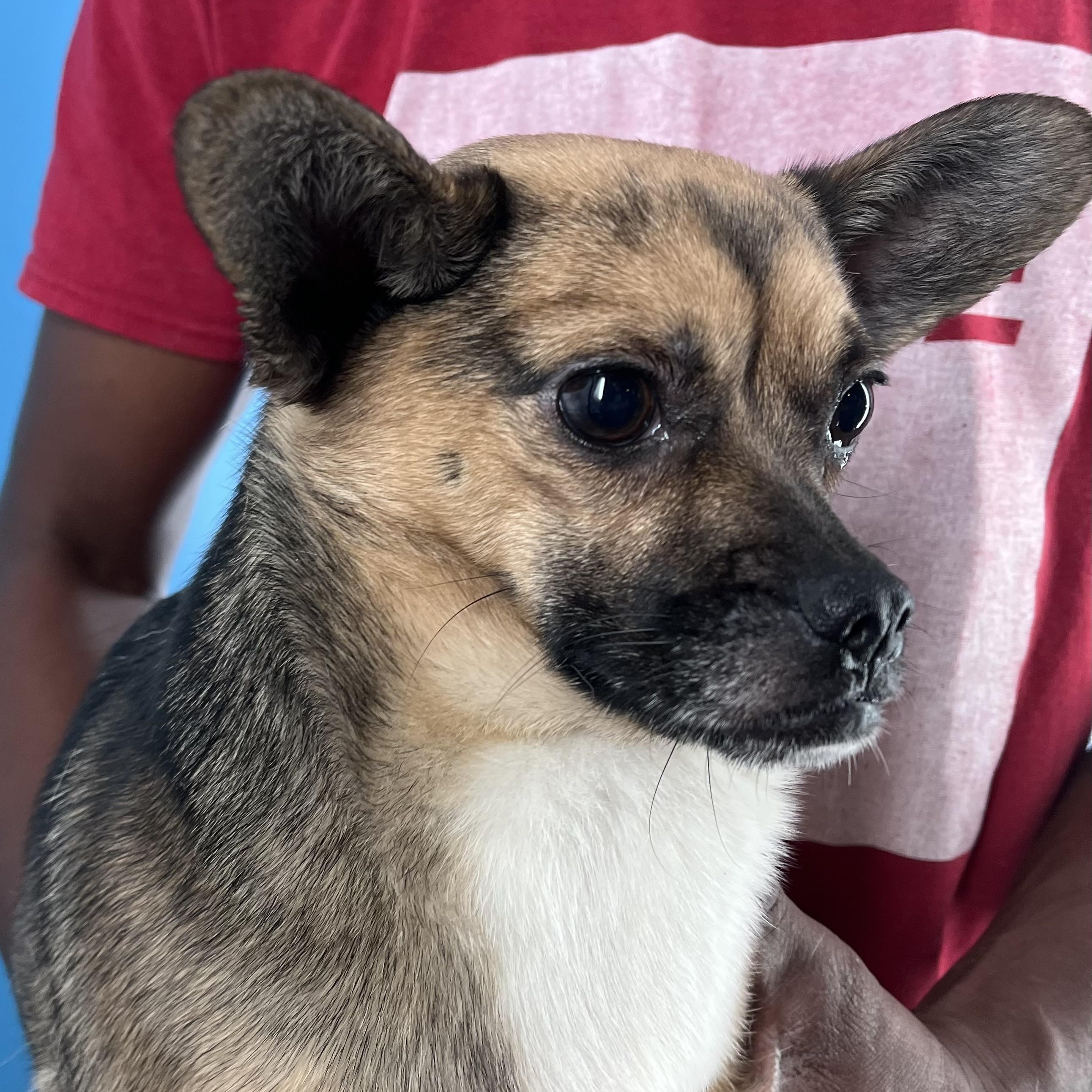 Prissy - Local Sept 26-28