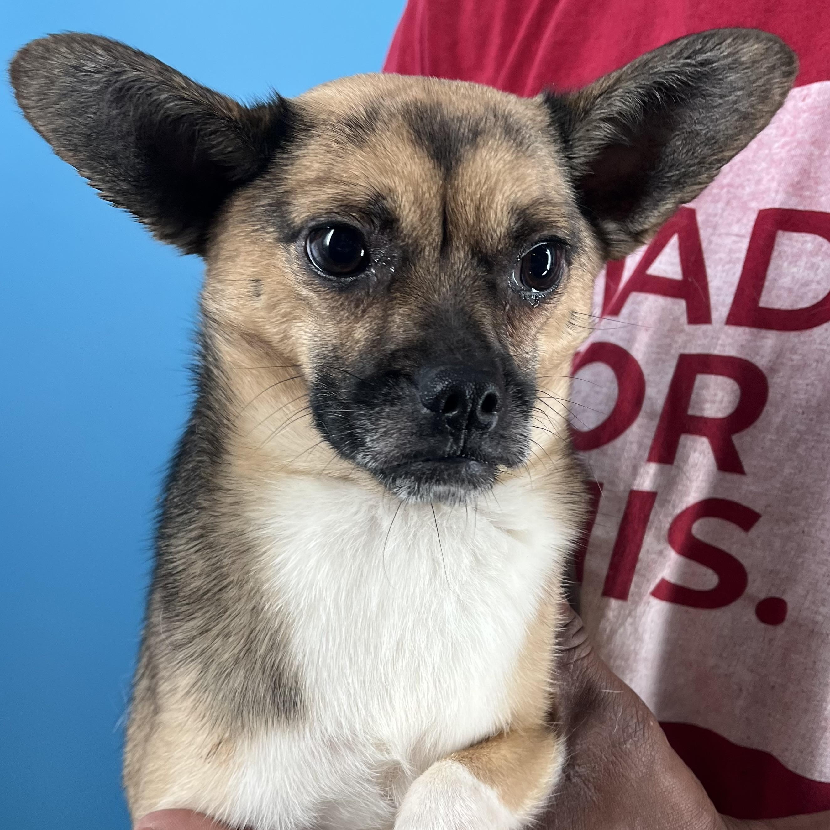 Prissy - Local Sept 26-28