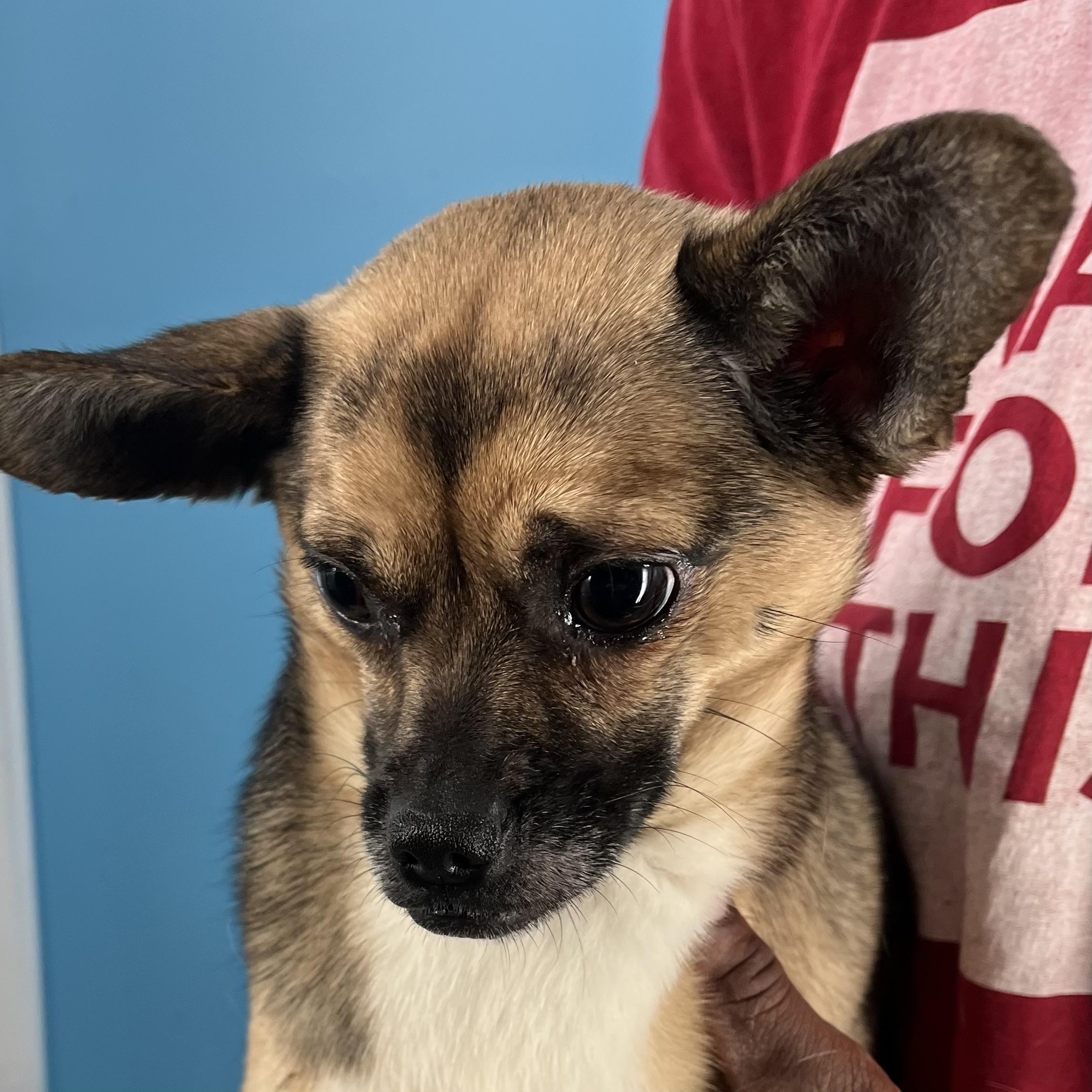 Prissy - Local Sept 26-28