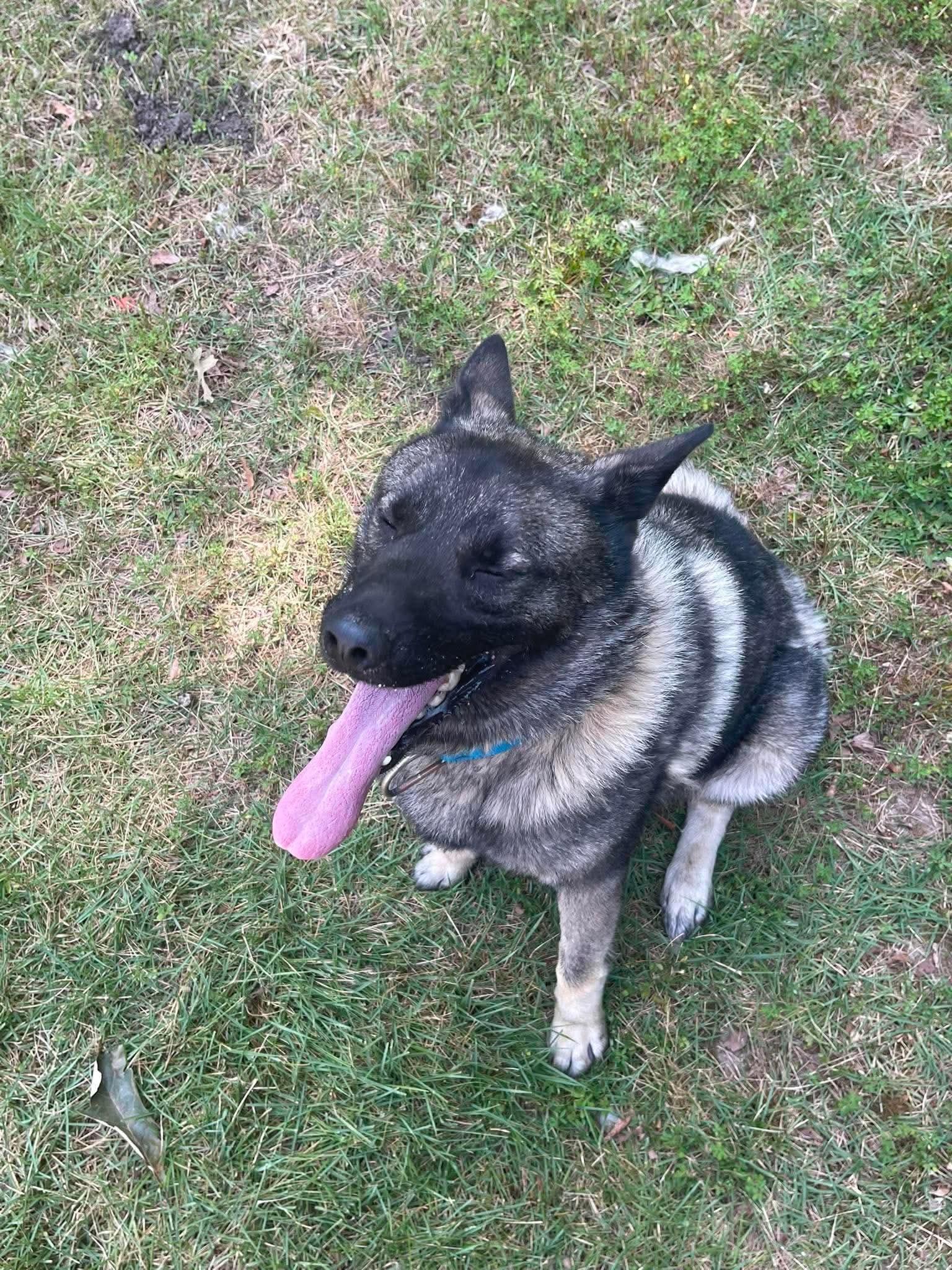 Rover, ADOPTABLE, Young Male Norwegian Elkhound.