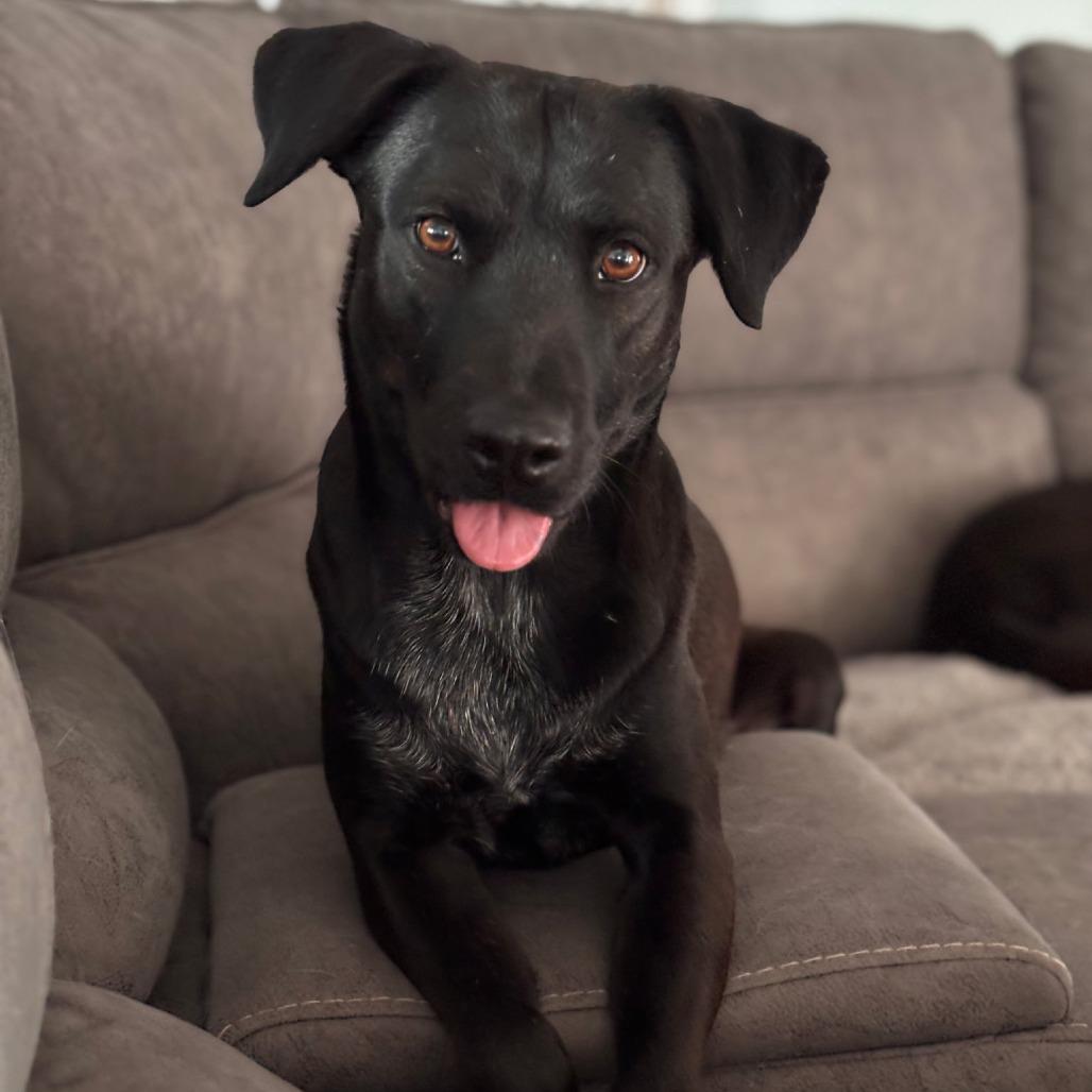 Enlarge Kudo, a Adoptable Black Labrador Retriever in West Jordan, UT image 1/3