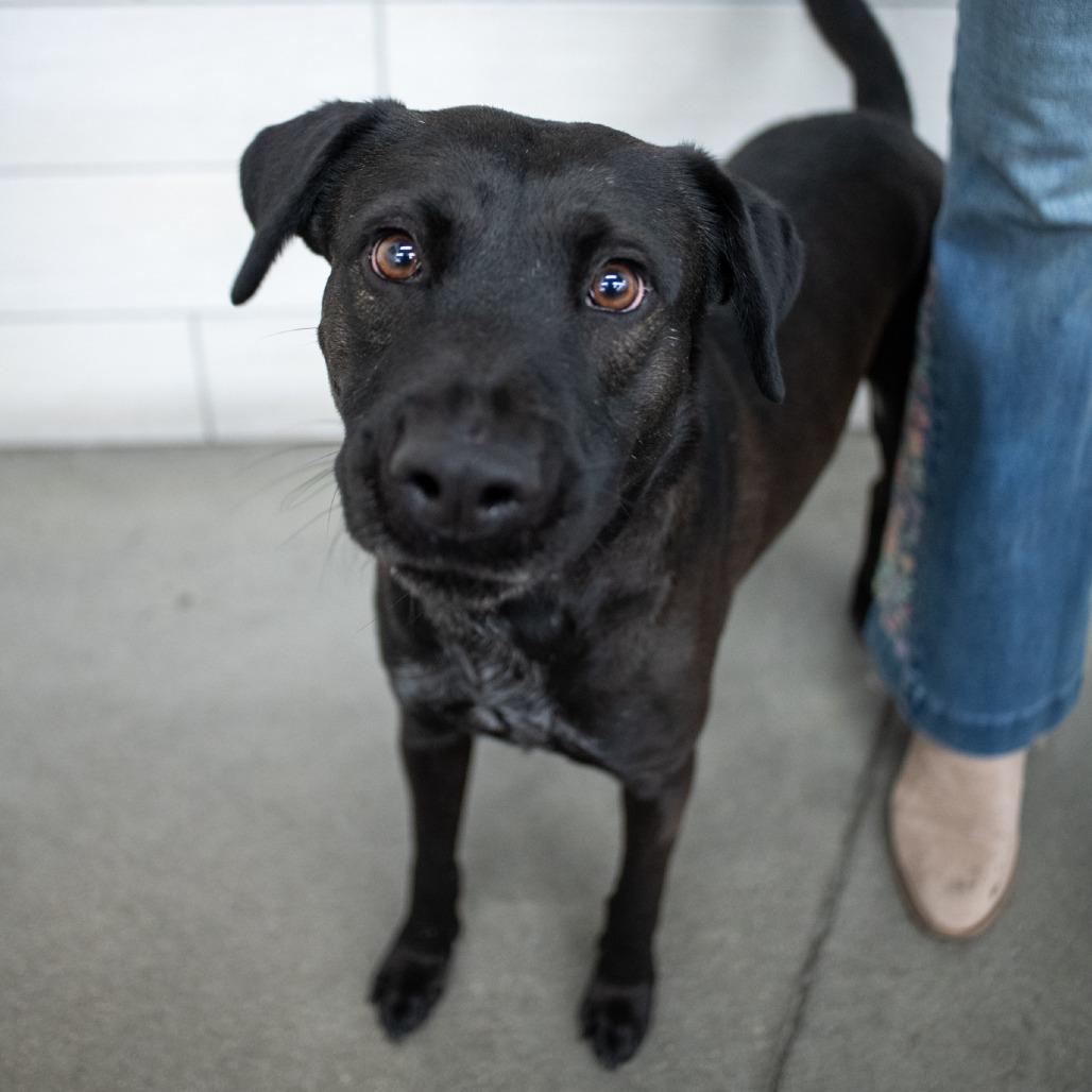 Enlarge Kudo, a Adoptable Black Labrador Retriever in West Jordan, UT image 2/3