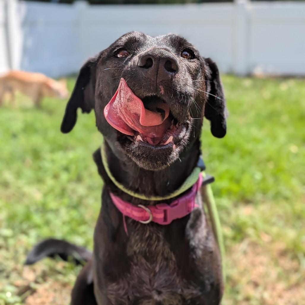 Enlarge Kudo, a Adoptable Black Labrador Retriever in West Jordan, UT image 3/3