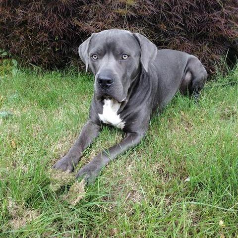 Commander, Adoptable, Adult Male Cane Corso & Pit Bull Terrier.