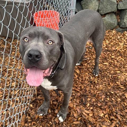 Enlarge Commander, a Adoptable mixed breed in Tacoma, WA image 3/4