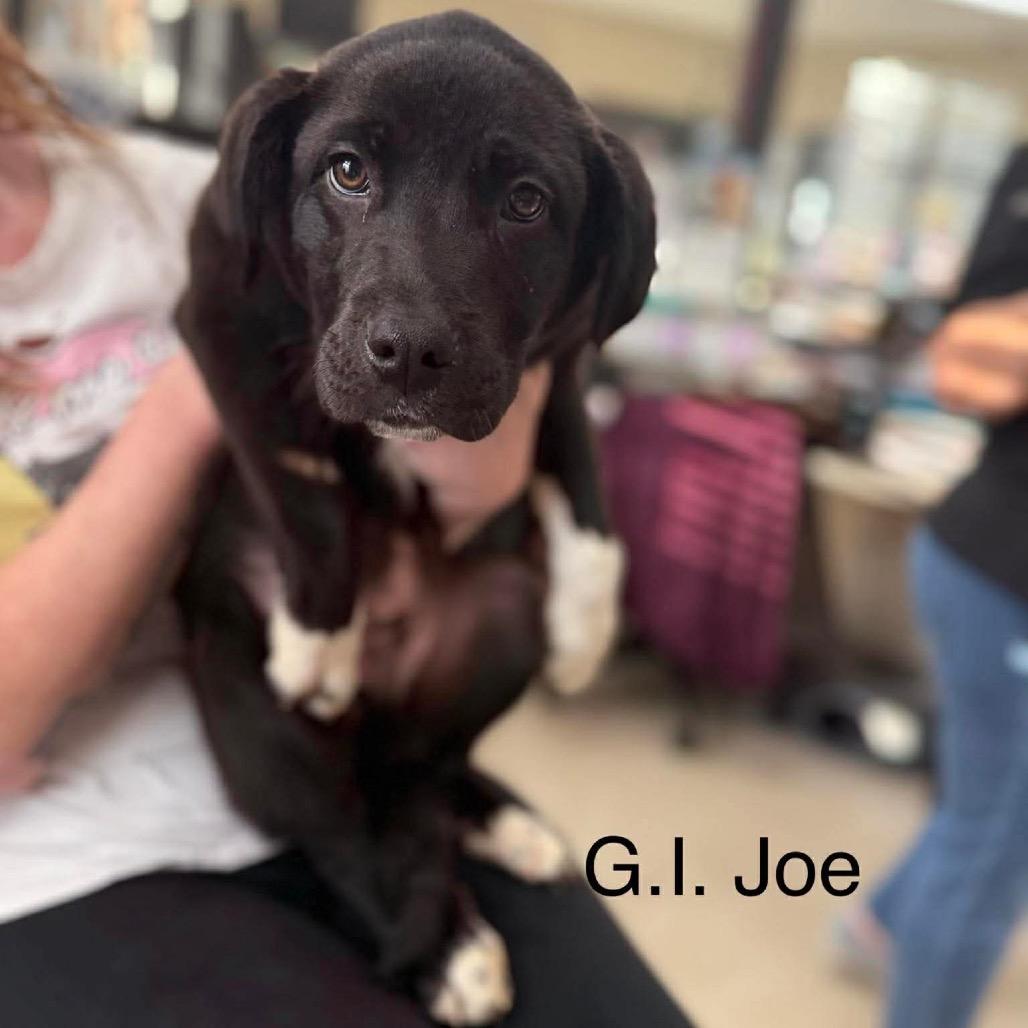 GI Joe, Adoptable, Puppy Male Black Labrador Retriever & Great Pyrenees.
