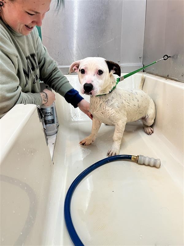 Lucia, Adoptable, Young Female Terrier & Pit Bull Terrier.