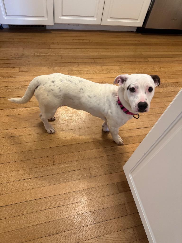 Enlarge Lucia, a Adoptable mixed breed in Gloversville, NY image 2/3