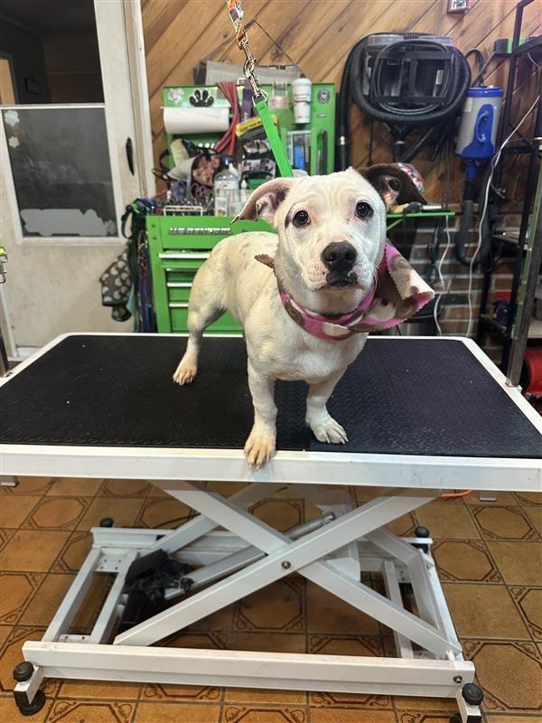 Lucia, Adoptable, Young Female Terrier & Pit Bull Terrier.