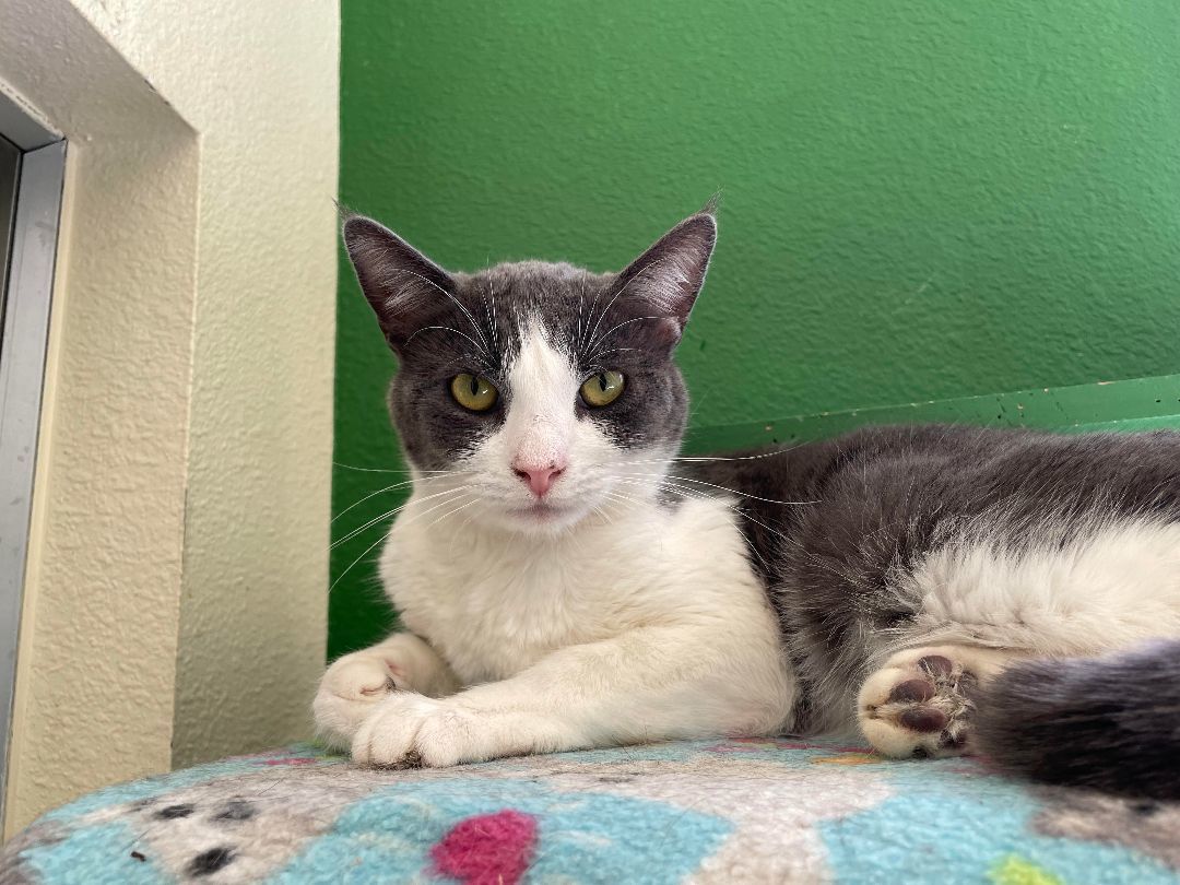 Enlarge Coal, a Adoptable mixed breed in Mountain Center, CA image 1/3