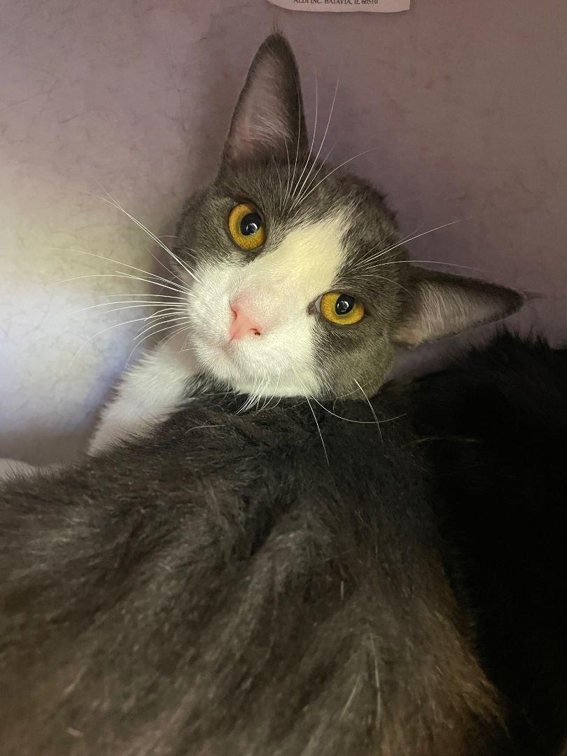 Enlarge Coal, a Adoptable mixed breed in Mountain Center, CA image 2/3