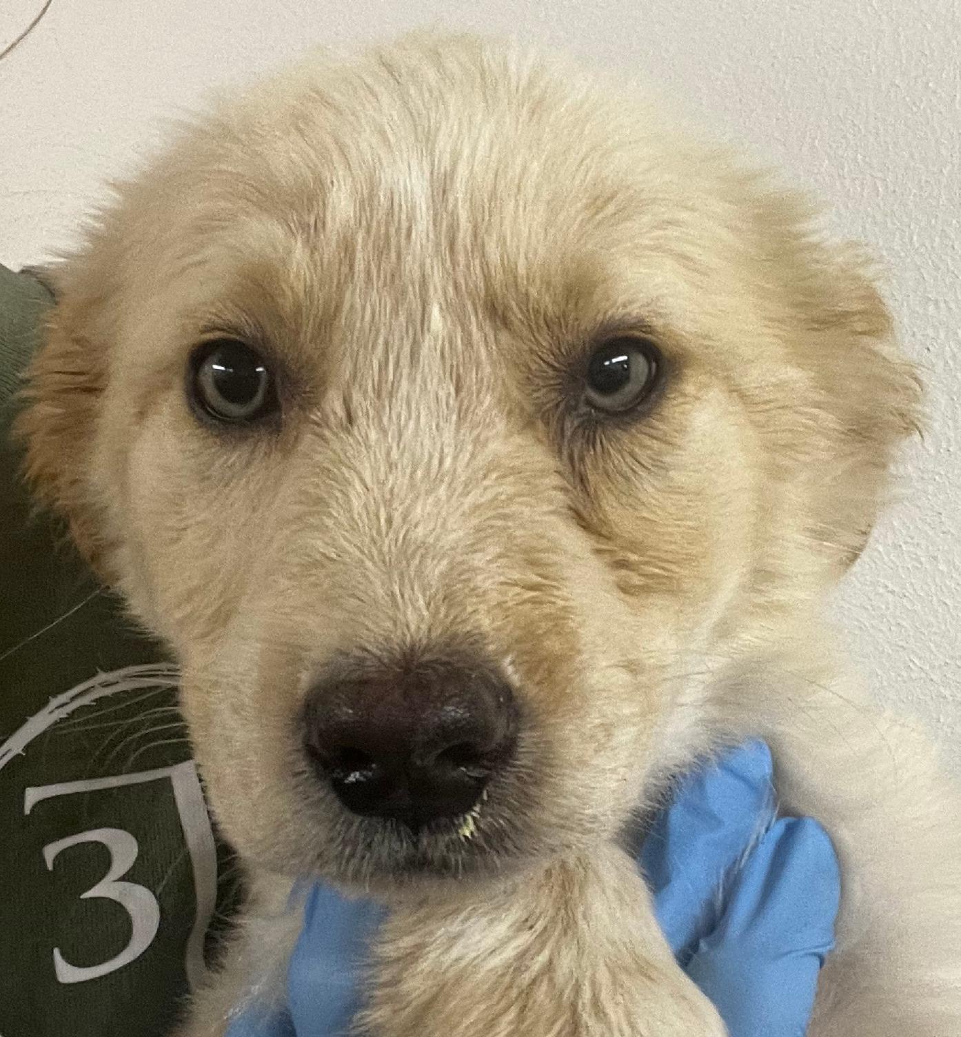 Enlarge Bo, a ADOPTABLE mixed breed in Argyle, TX image 3/5