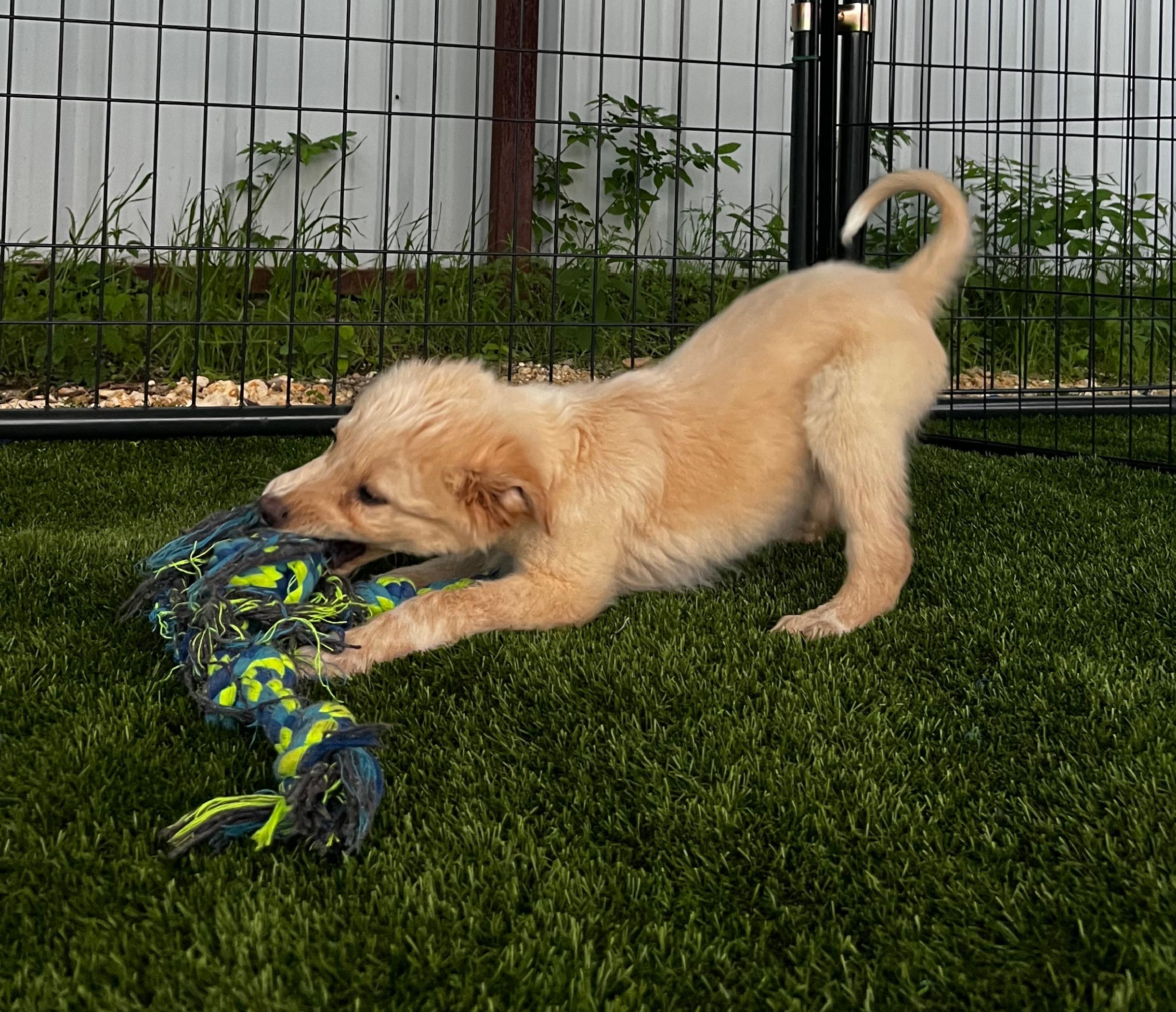Enlarge Bo, a ADOPTABLE mixed breed in Argyle, TX image 5/5