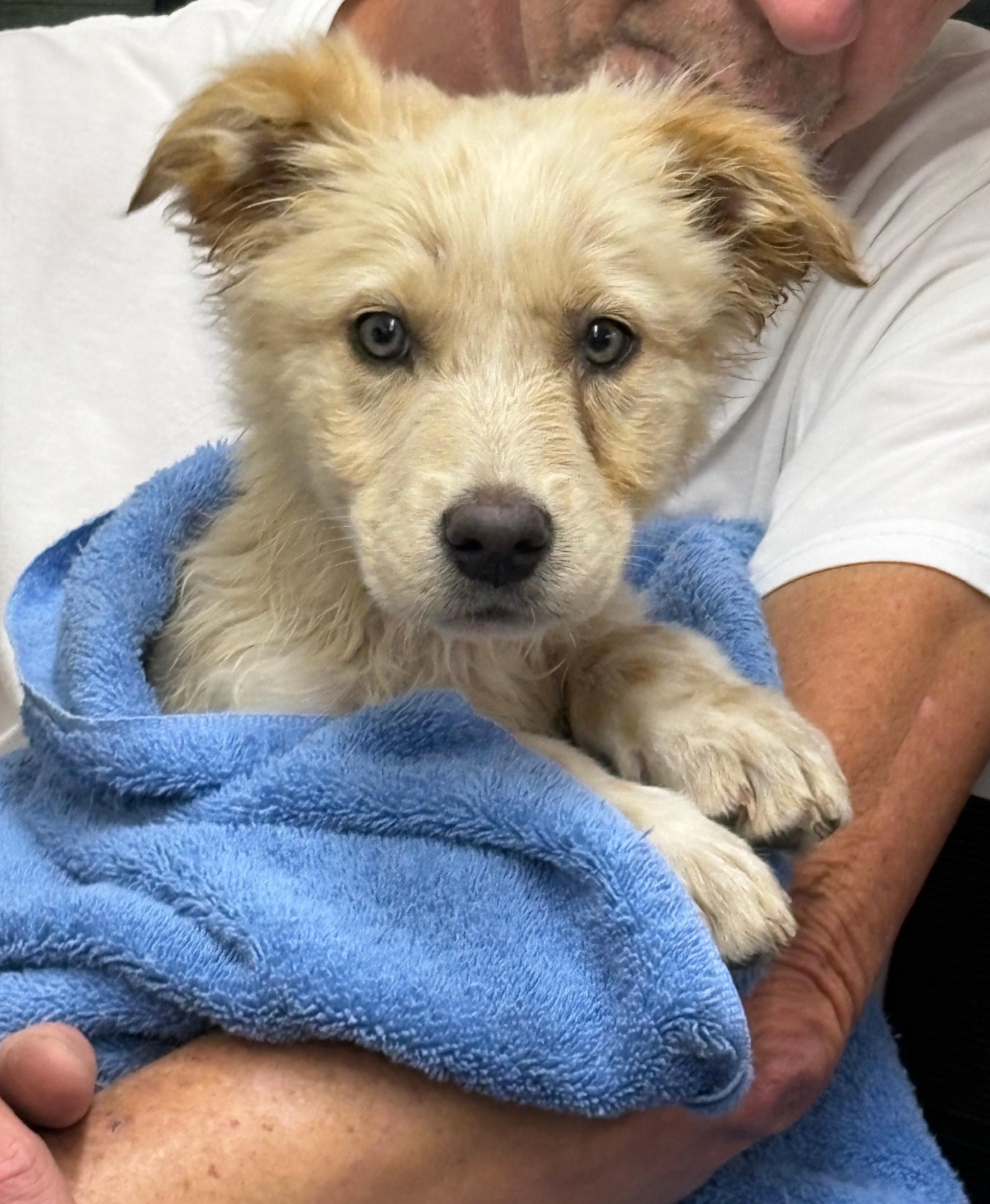Bo, ADOPTABLE, Puppy Male Australian Cattle Dog / Blue Heeler & Australian Shepherd.
