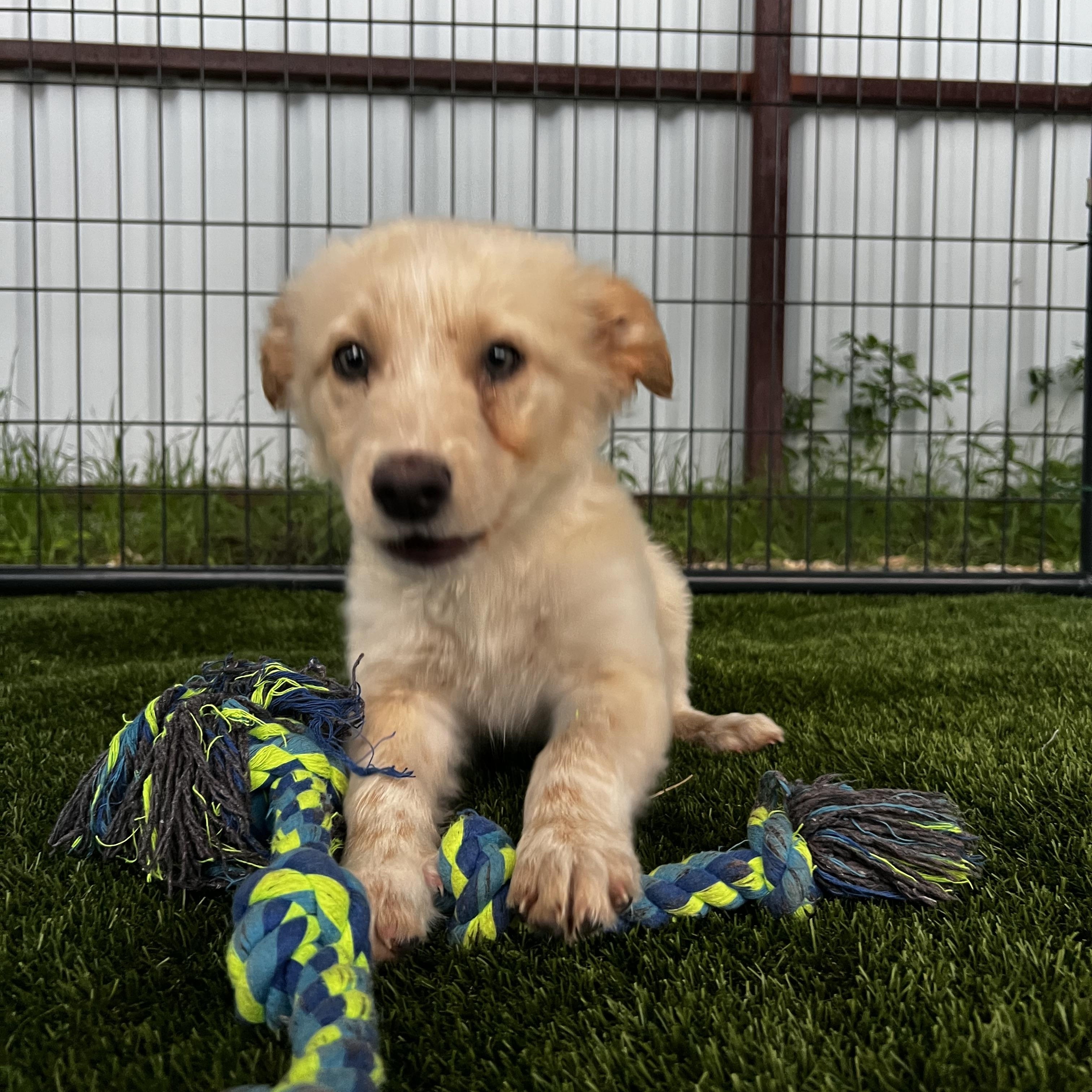 Enlarge Bo, a ADOPTABLE mixed breed in Argyle, TX image 2/5