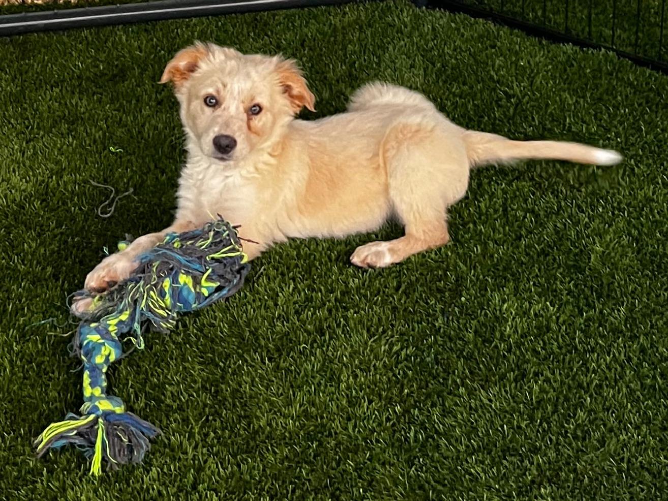 Enlarge Bo, a ADOPTABLE mixed breed in Argyle, TX image 4/5