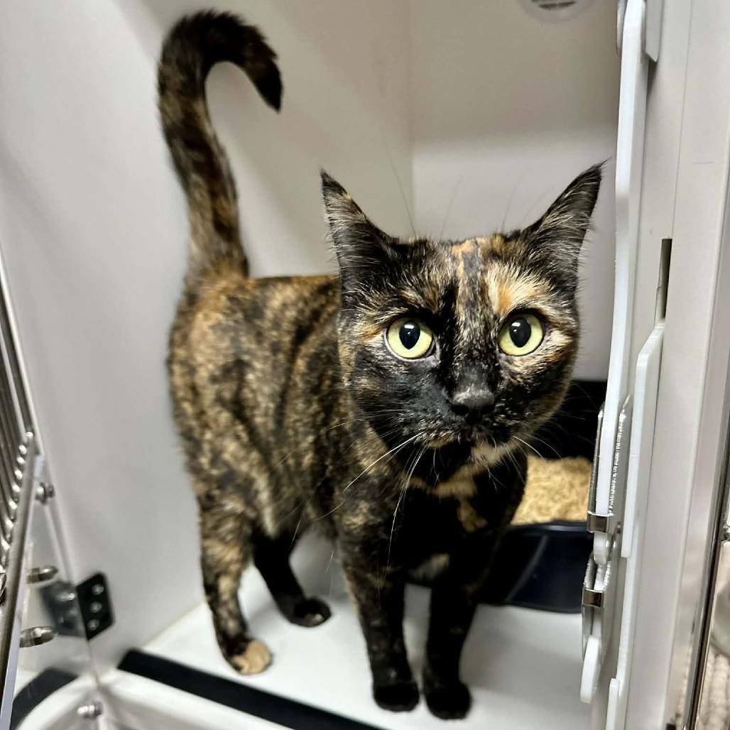 Miss Understood- Sullivan Petsense, Adoptable, Adult Female Domestic Short Hair.