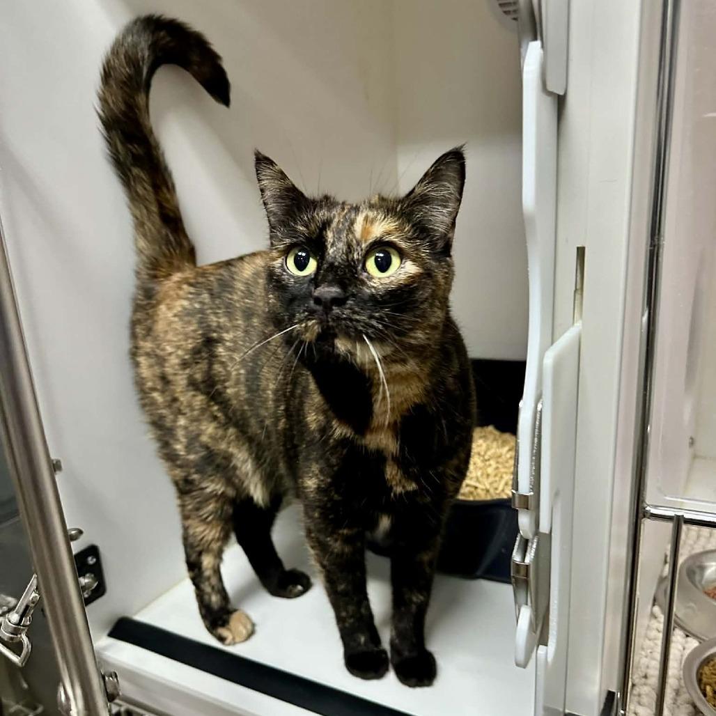 Enlarge Miss Understood- Sullivan Petsense, a Adoptable Domestic Short Hair in Union, MO image 2/2