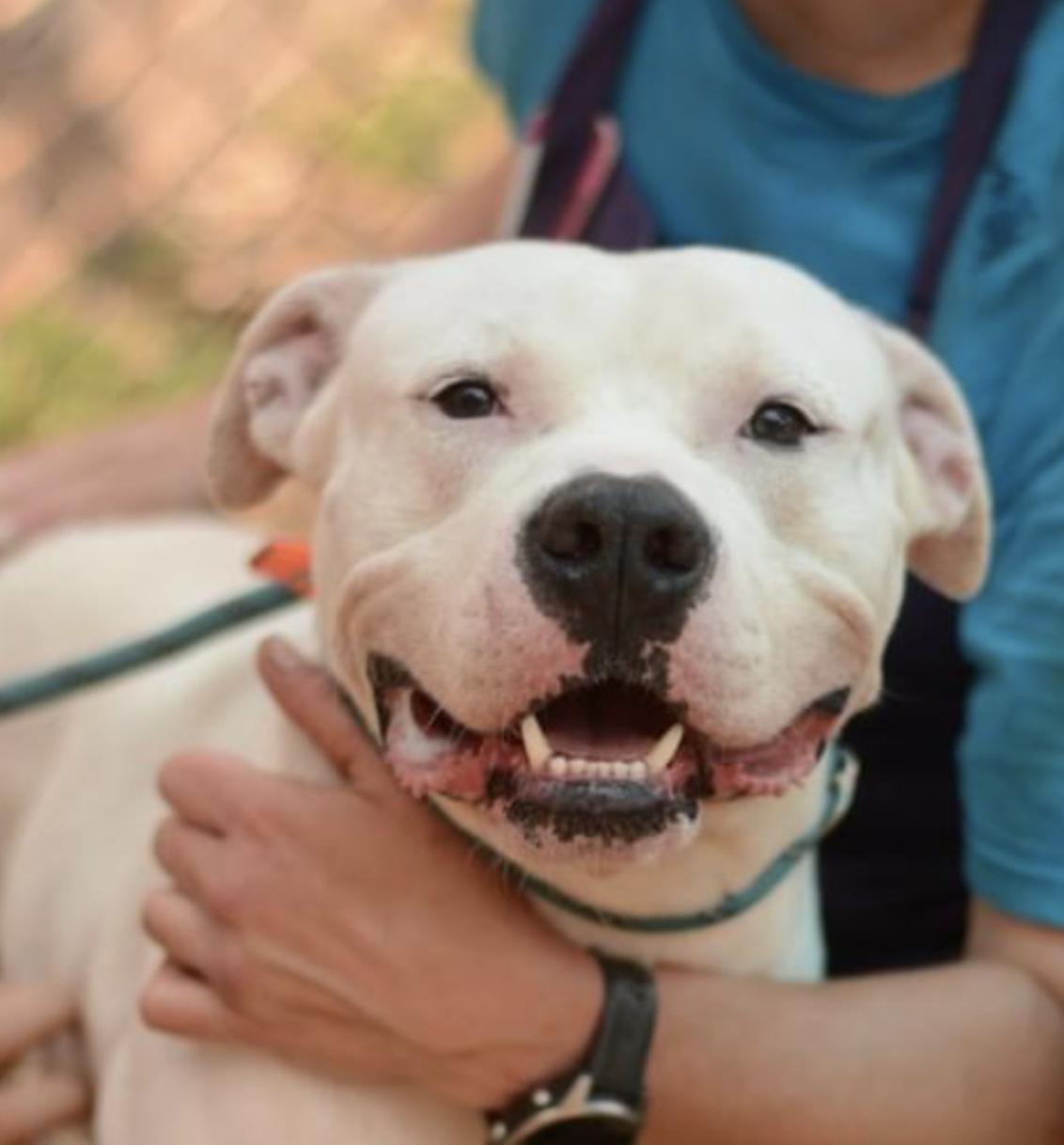 Enlarge Alligator, a Adoptable mixed breed in Roswell, GA image 3/6