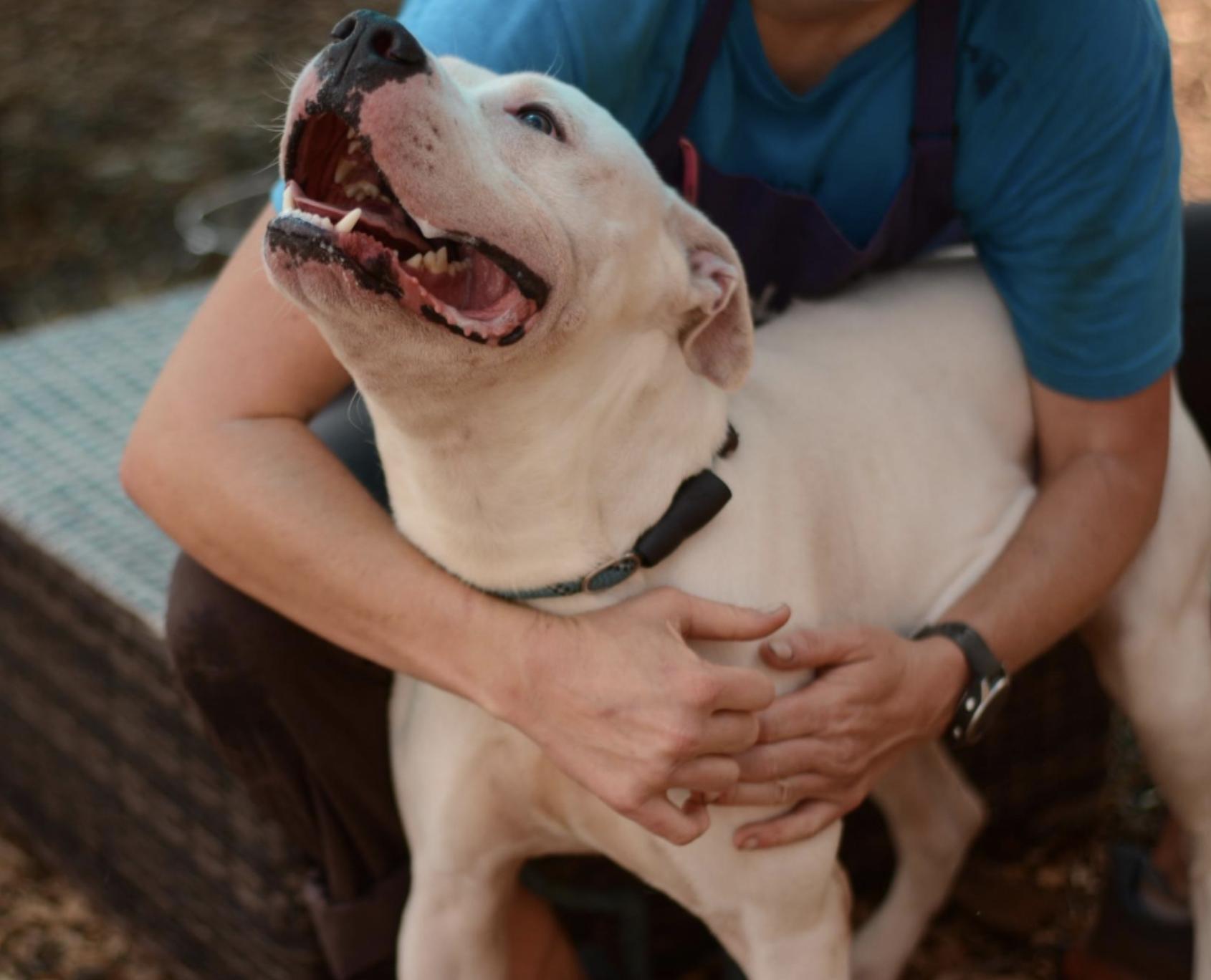 Enlarge Alligator, a Adoptable mixed breed in Roswell, GA image 2/6