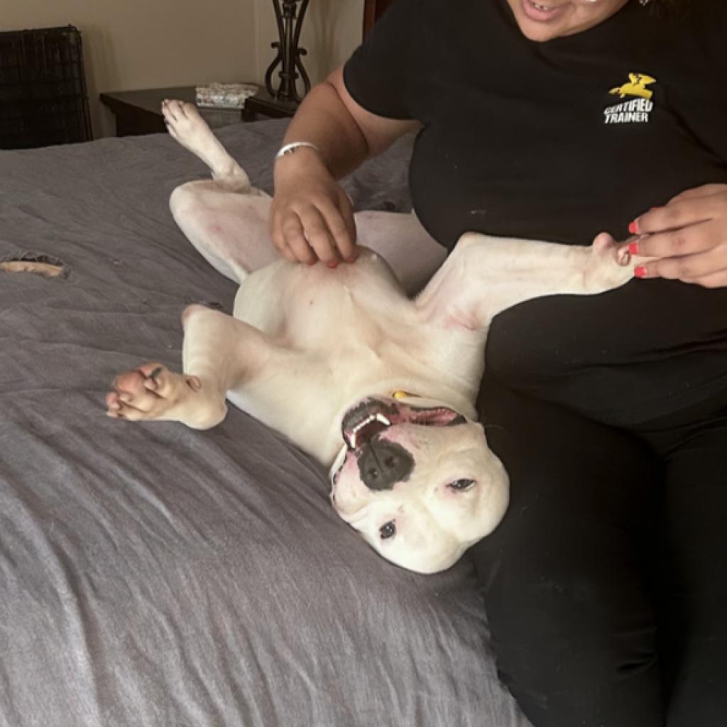 Enlarge Alligator, a Adoptable mixed breed in Roswell, GA image 5/5