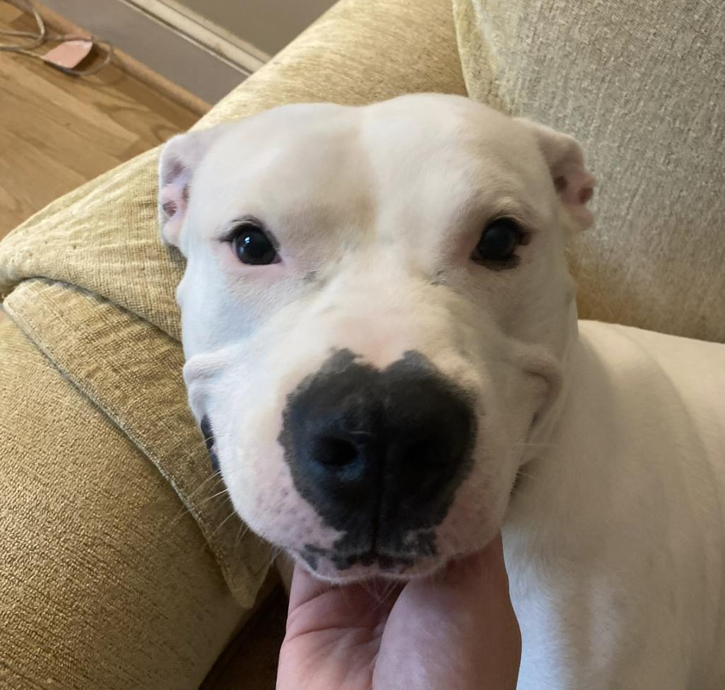 Alligator, Adoptable, Adult Male Pit Bull Terrier & American Staffordshire Terrier.