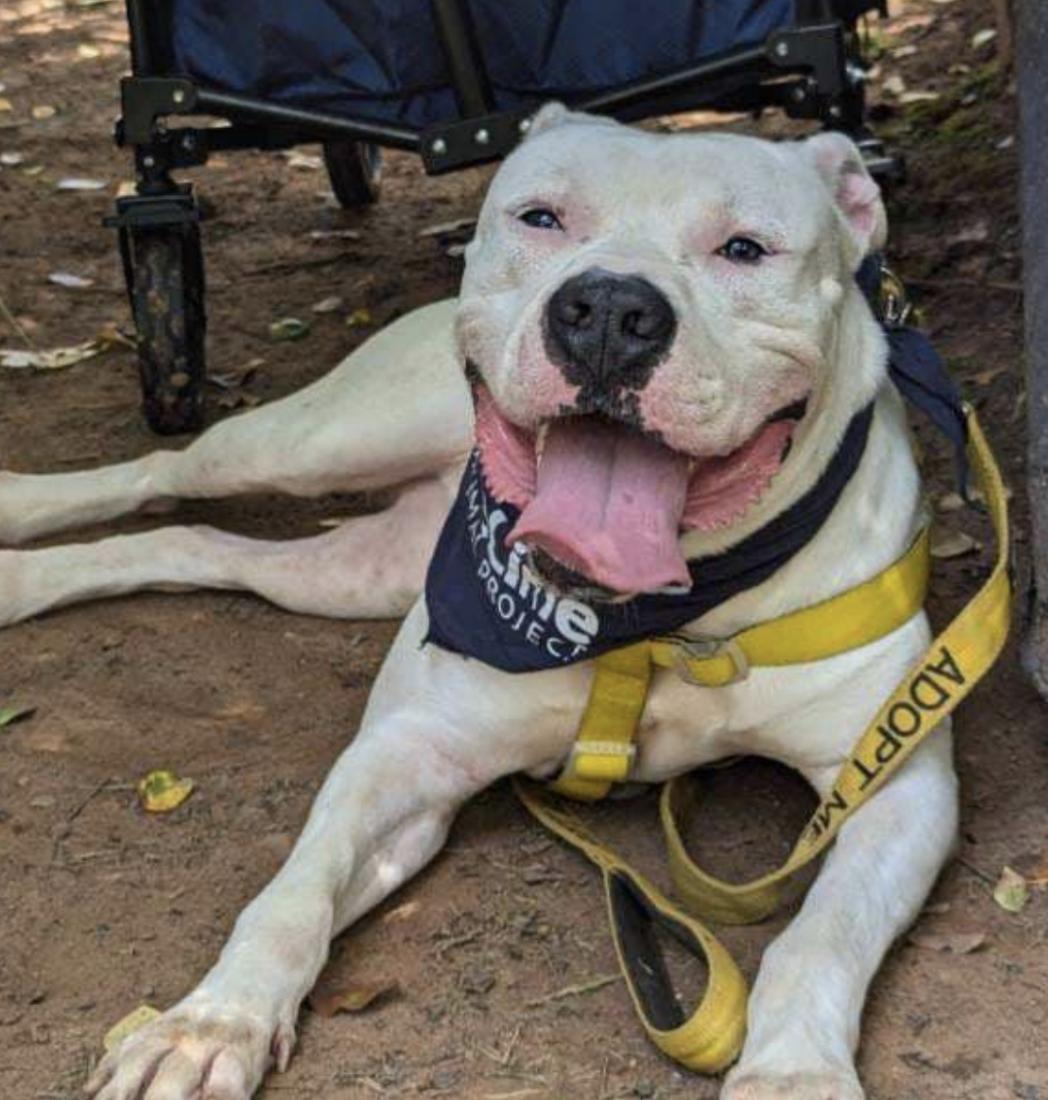 Enlarge Alligator, a Adoptable mixed breed in Roswell, GA image 4/6