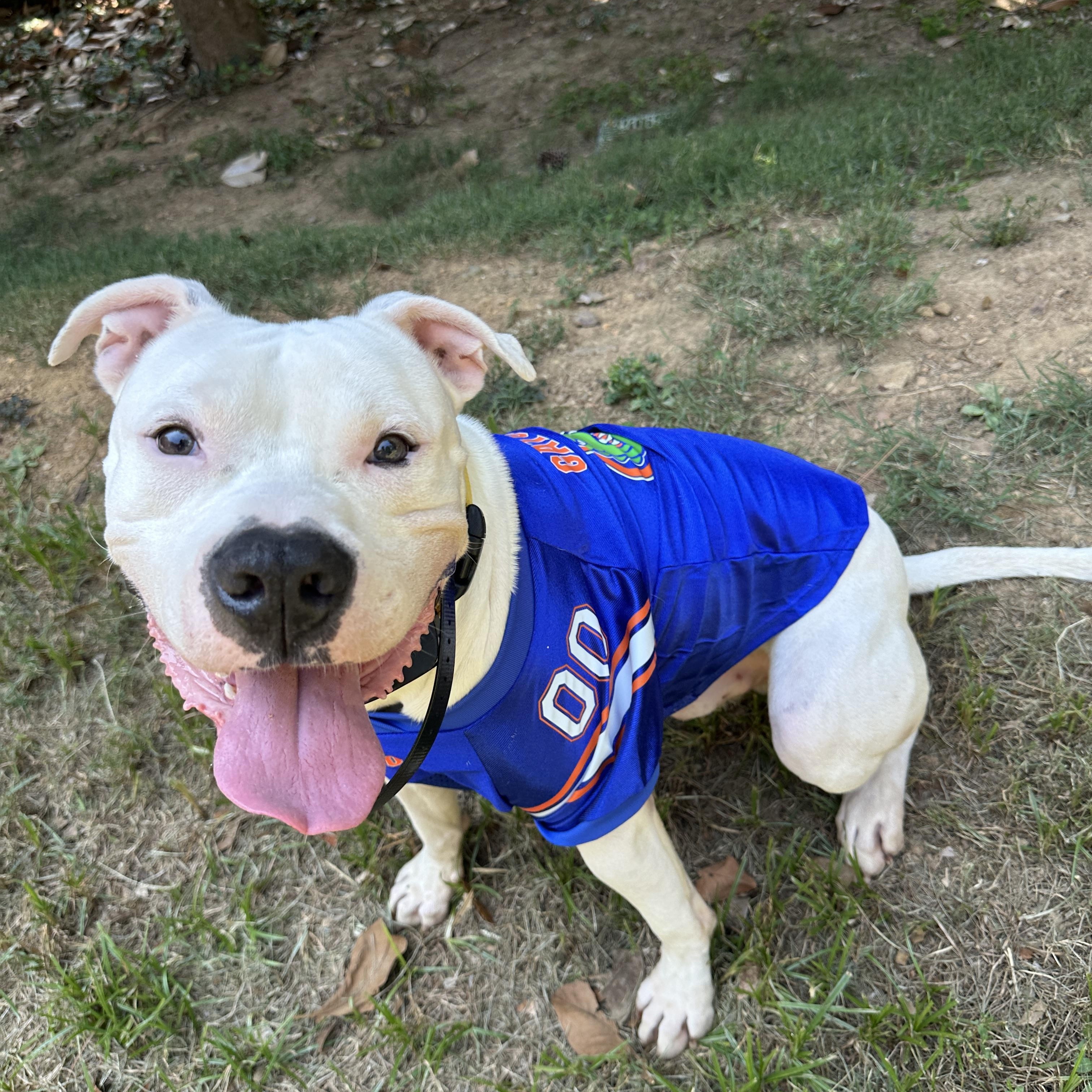 Enlarge Alligator, a Adoptable mixed breed in Roswell, GA image 2/5