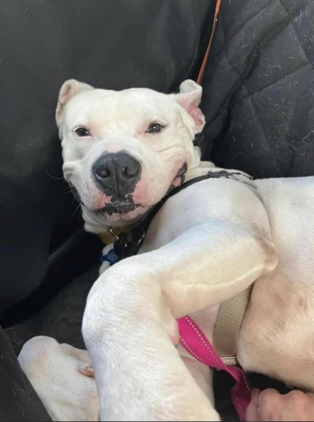 Alligator, Adoptable, Adult Male Pit Bull Terrier & American Staffordshire Terrier.