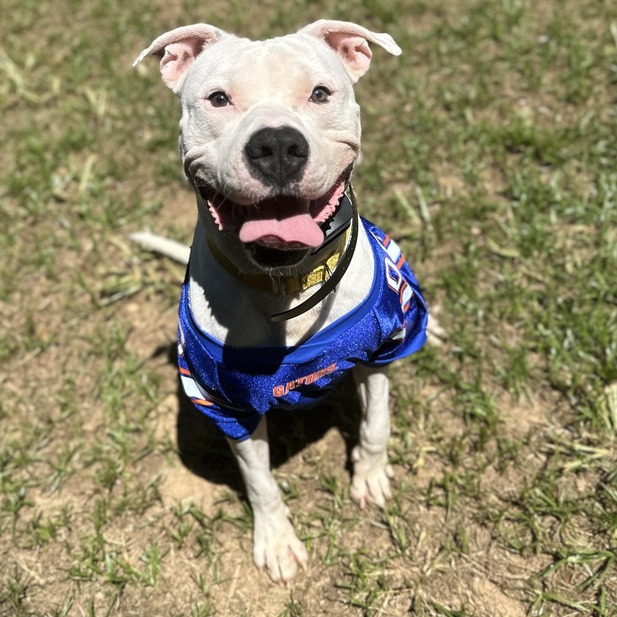 Alligator, Adoptable, Adult Male Pit Bull Terrier & American Staffordshire Terrier.