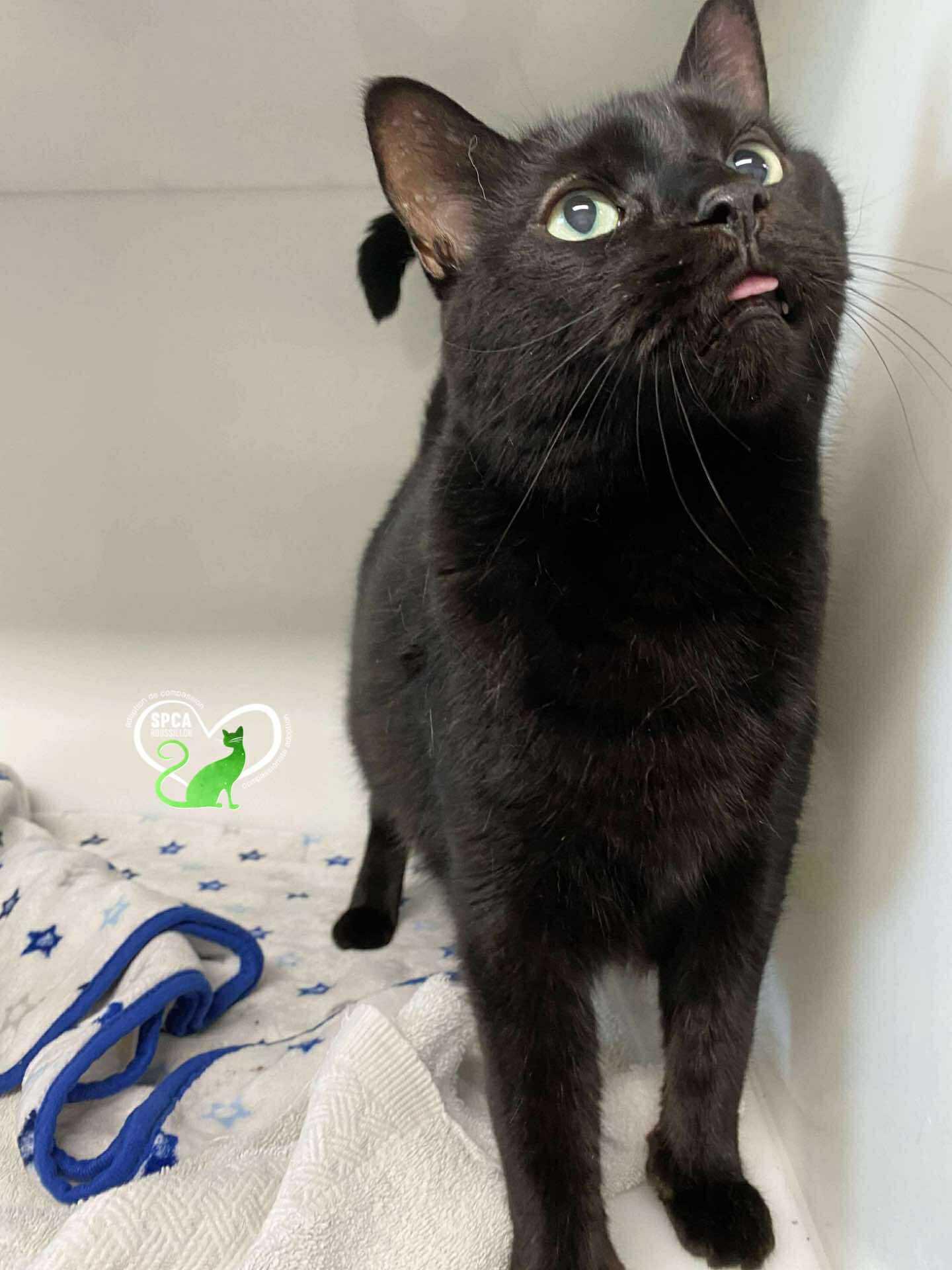 Jack, Adoptable, Senior Male Domestic Short Hair.