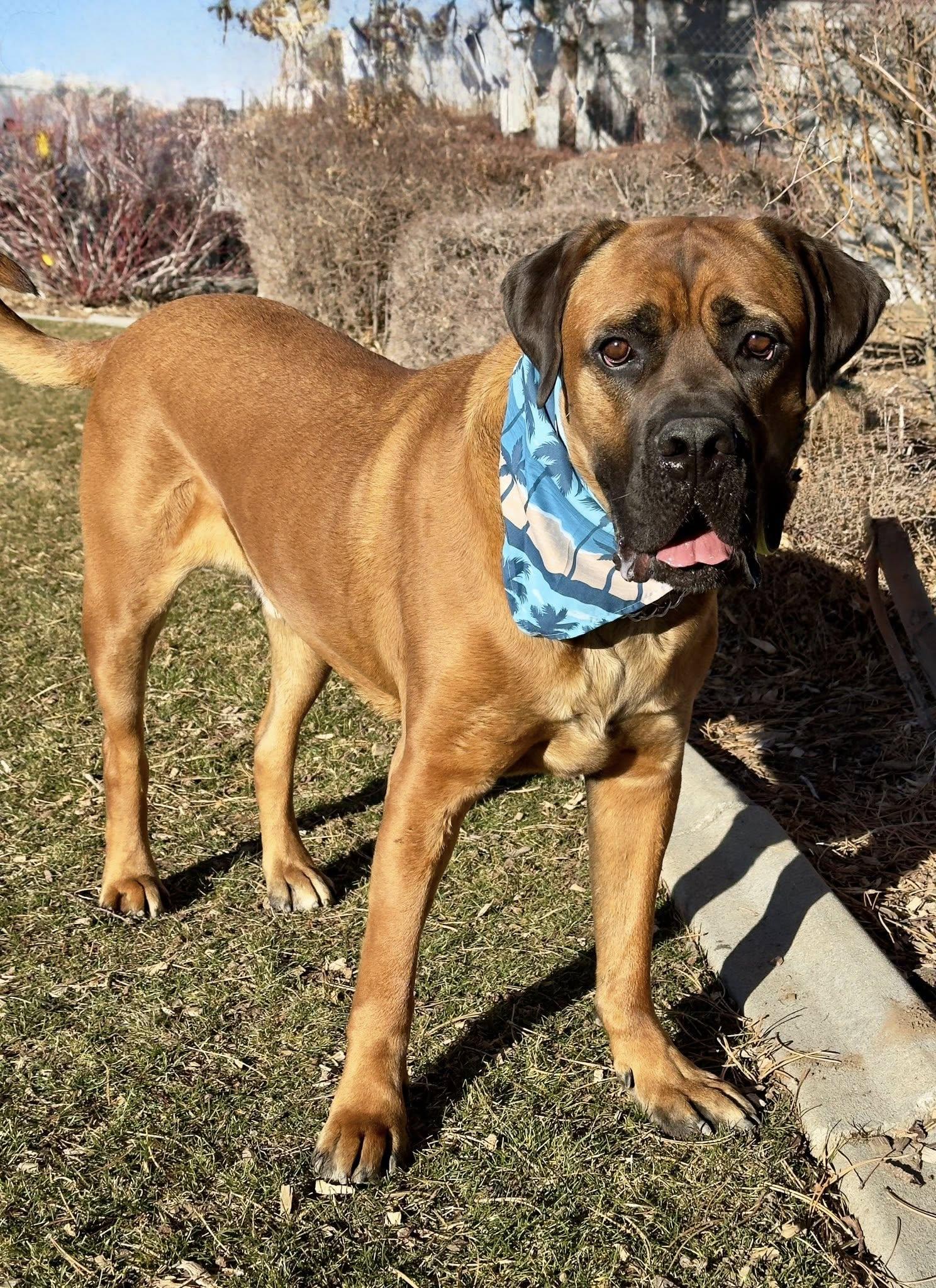 Enlarge Finnegan, a ADOPTABLE mixed breed in Gardnerville, NV image 1/1