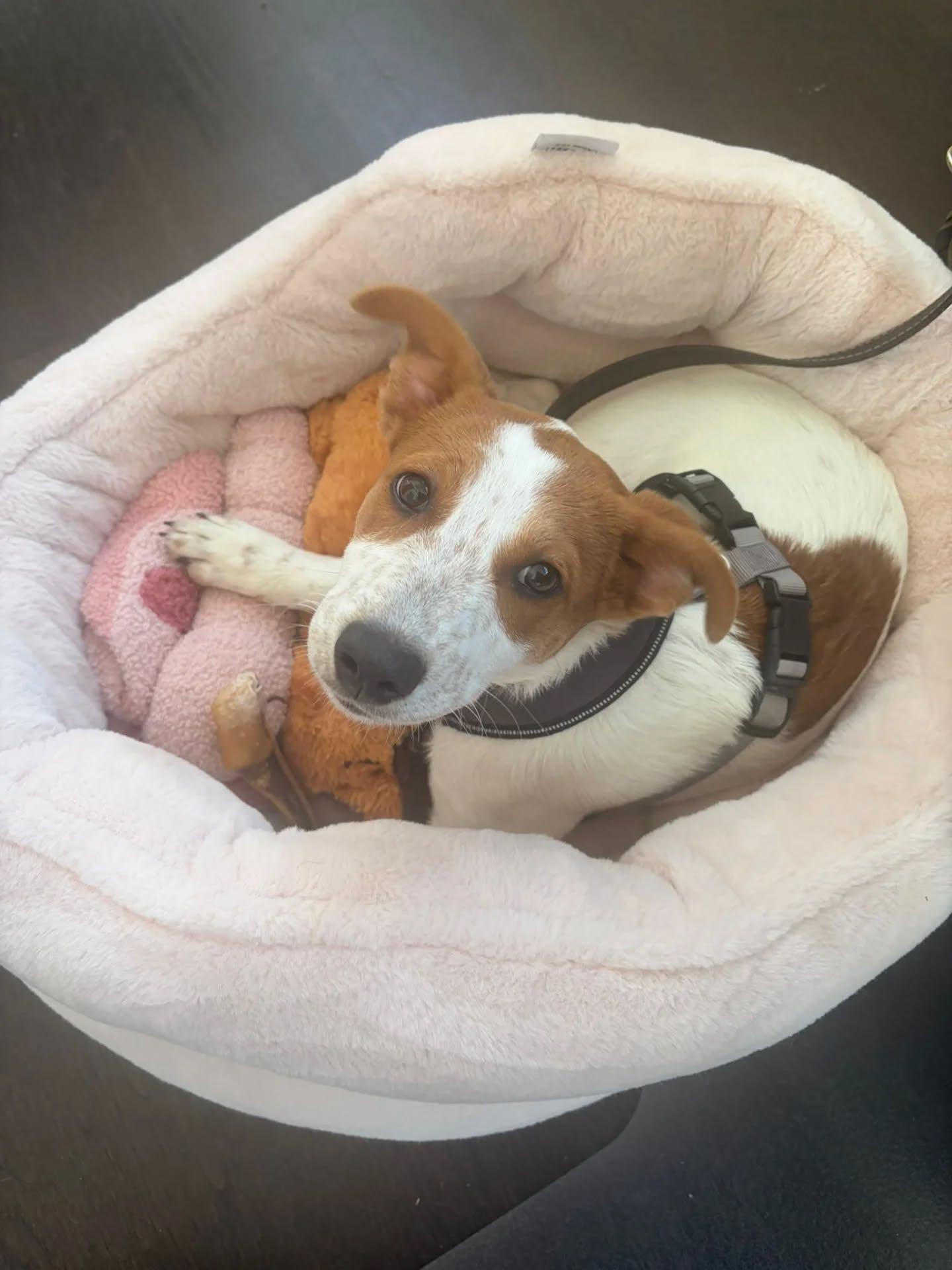 Raven, an adopted Mixed Breed in Kitchener, ON image 3/6