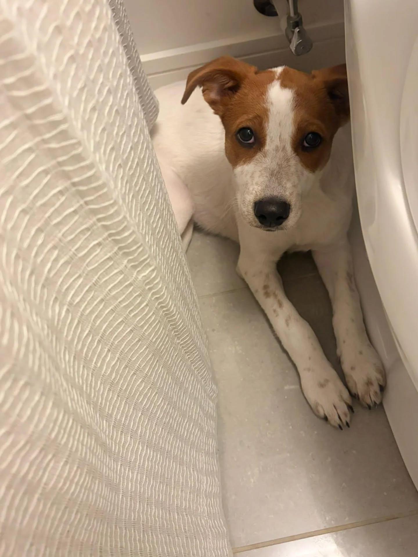 Raven, an adopted Mixed Breed in Kitchener, ON image 4/6