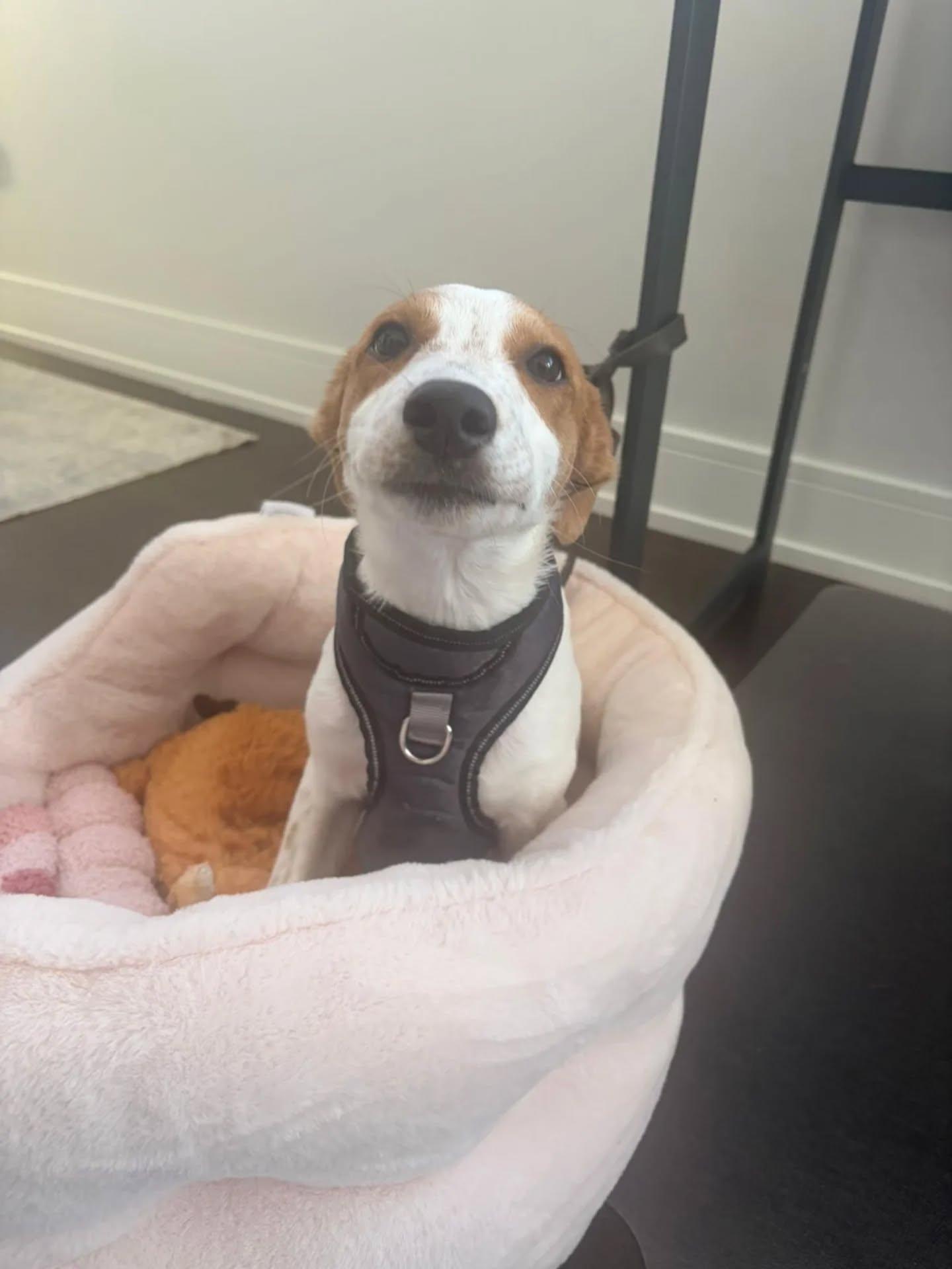 Raven, an adopted Mixed Breed in Kitchener, ON image 5/6