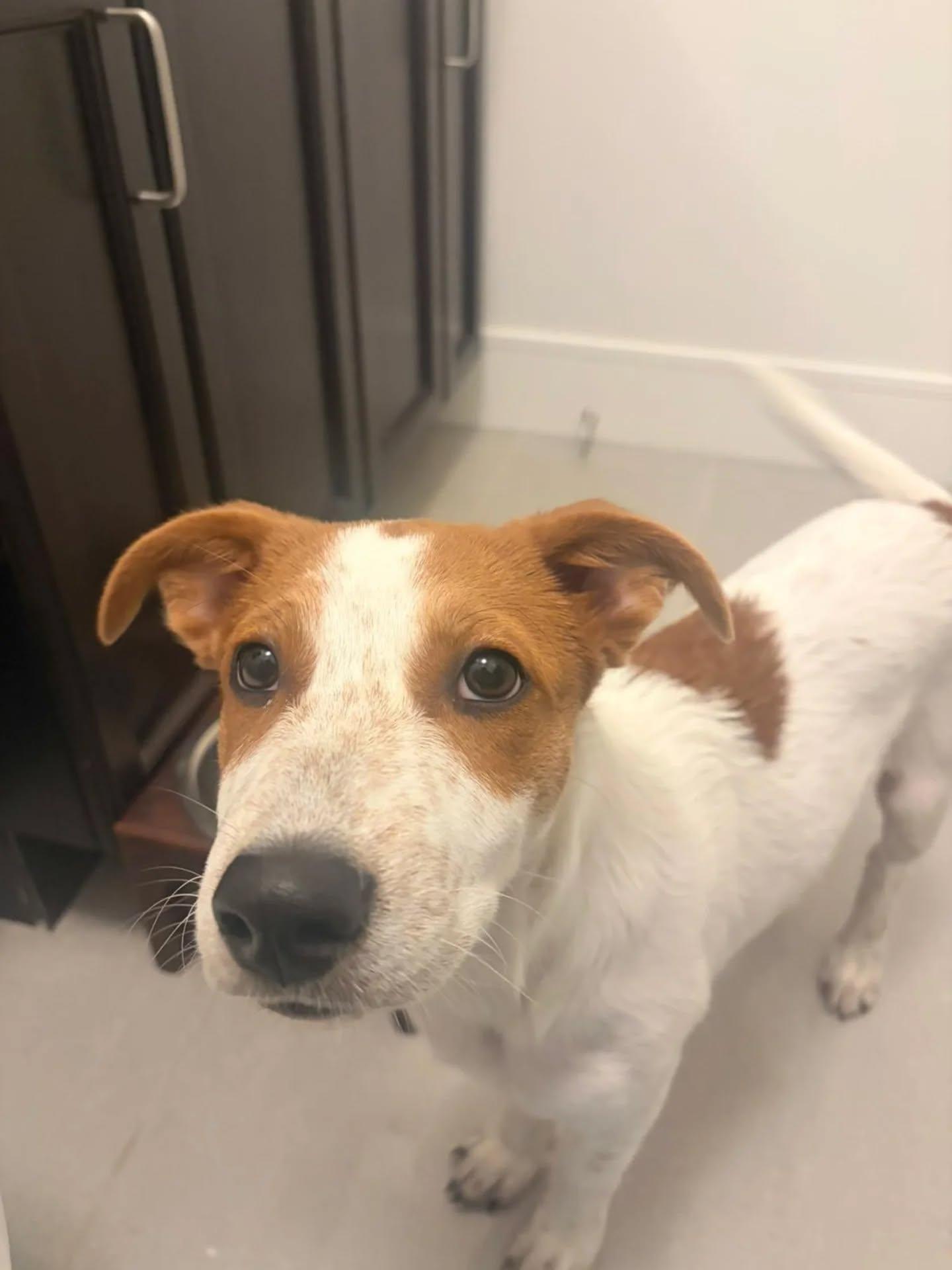 Raven, an adopted Mixed Breed in Kitchener, ON image 6/6