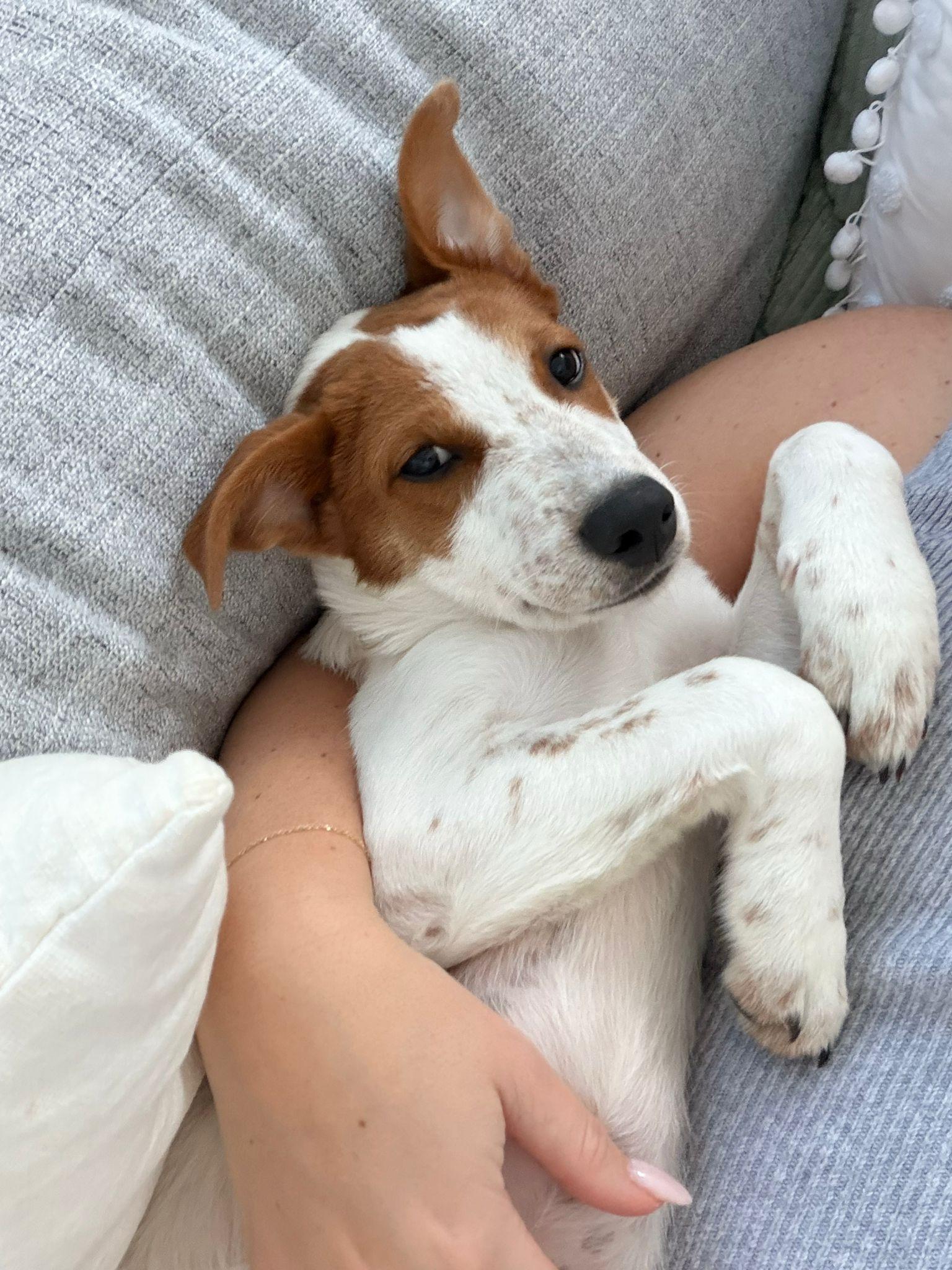 Raven, adopted, Young Female Mixed Breed.