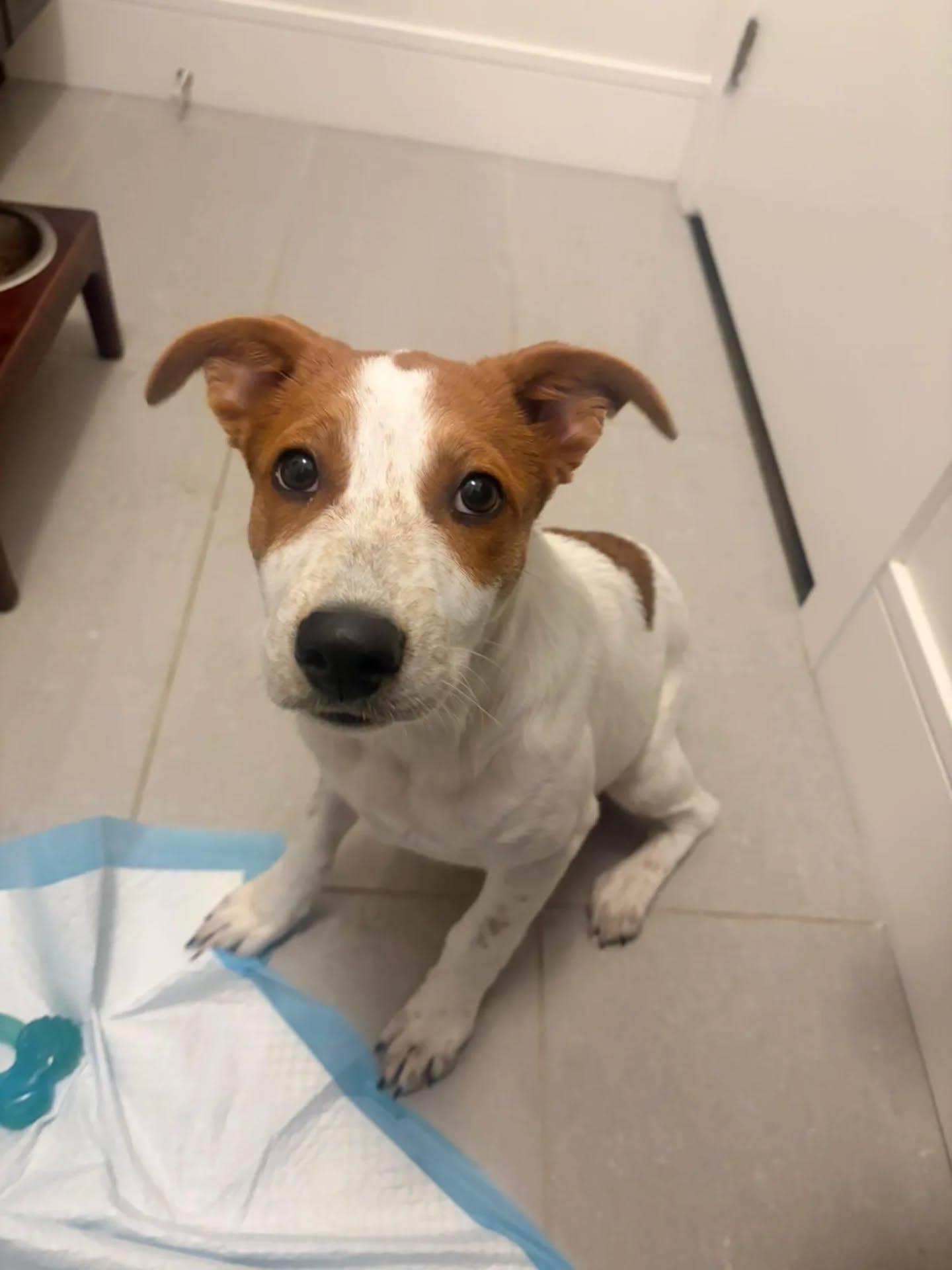 Raven, an adopted Mixed Breed in Kitchener, ON image 2/6