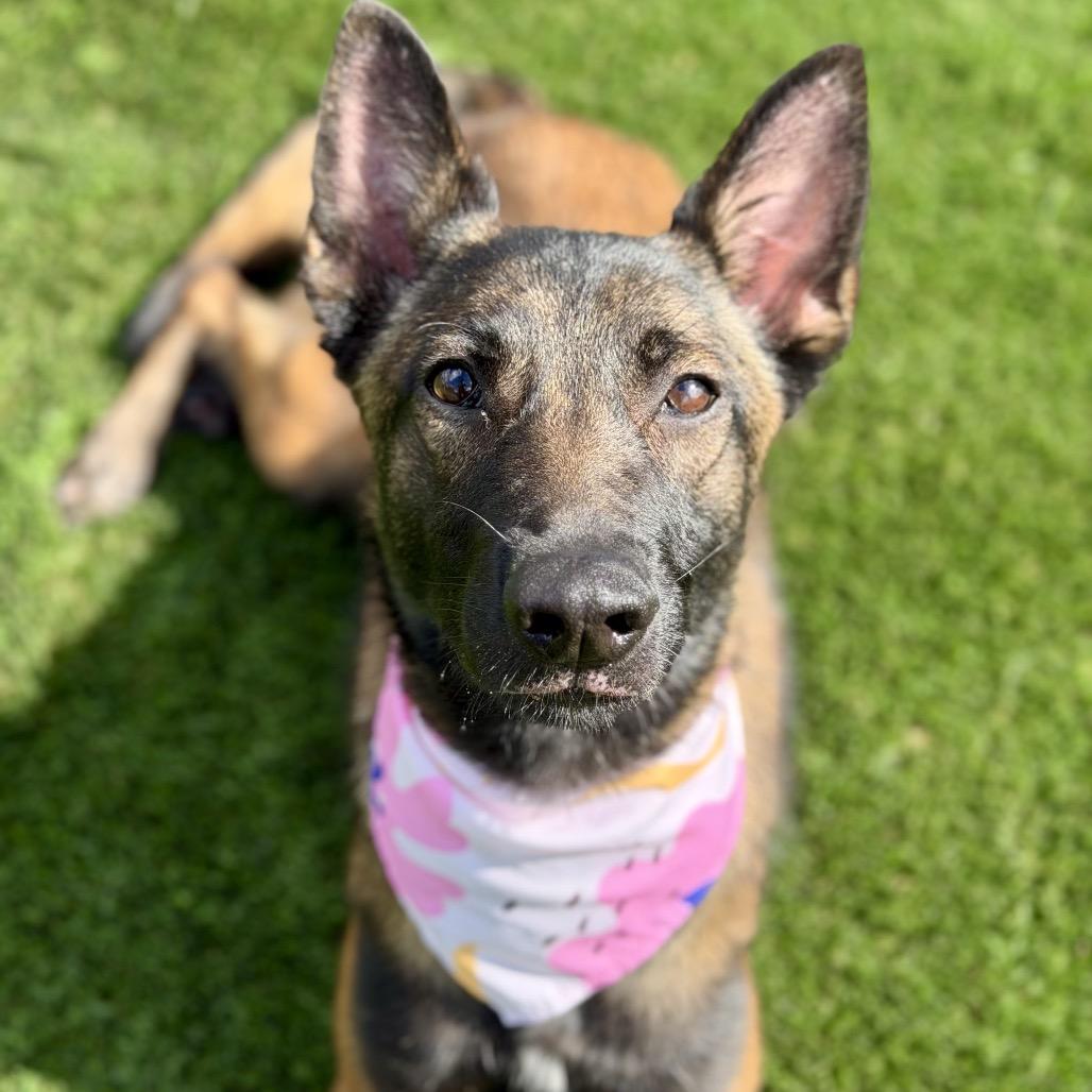 Enlarge Kira, a Adoptable Belgian Shepherd / Malinois in San Diego, CA image 5/6