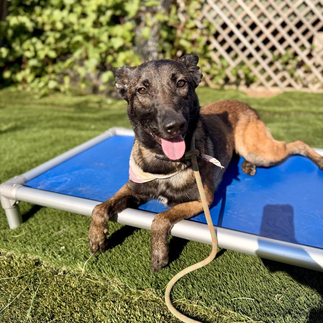 Enlarge Kira, a Adoptable Belgian Shepherd / Malinois in San Diego, CA image 6/6