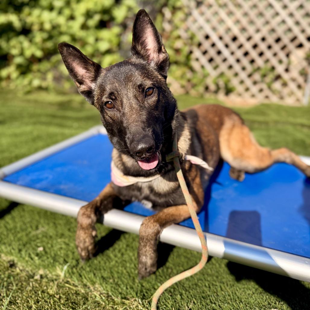 Kira, Adoptable, Adult Female Belgian Shepherd / Malinois.
