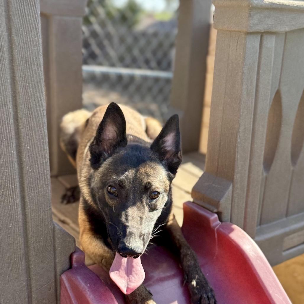 Enlarge Kira, a Adoptable Belgian Shepherd / Malinois in San Diego, CA image 2/6